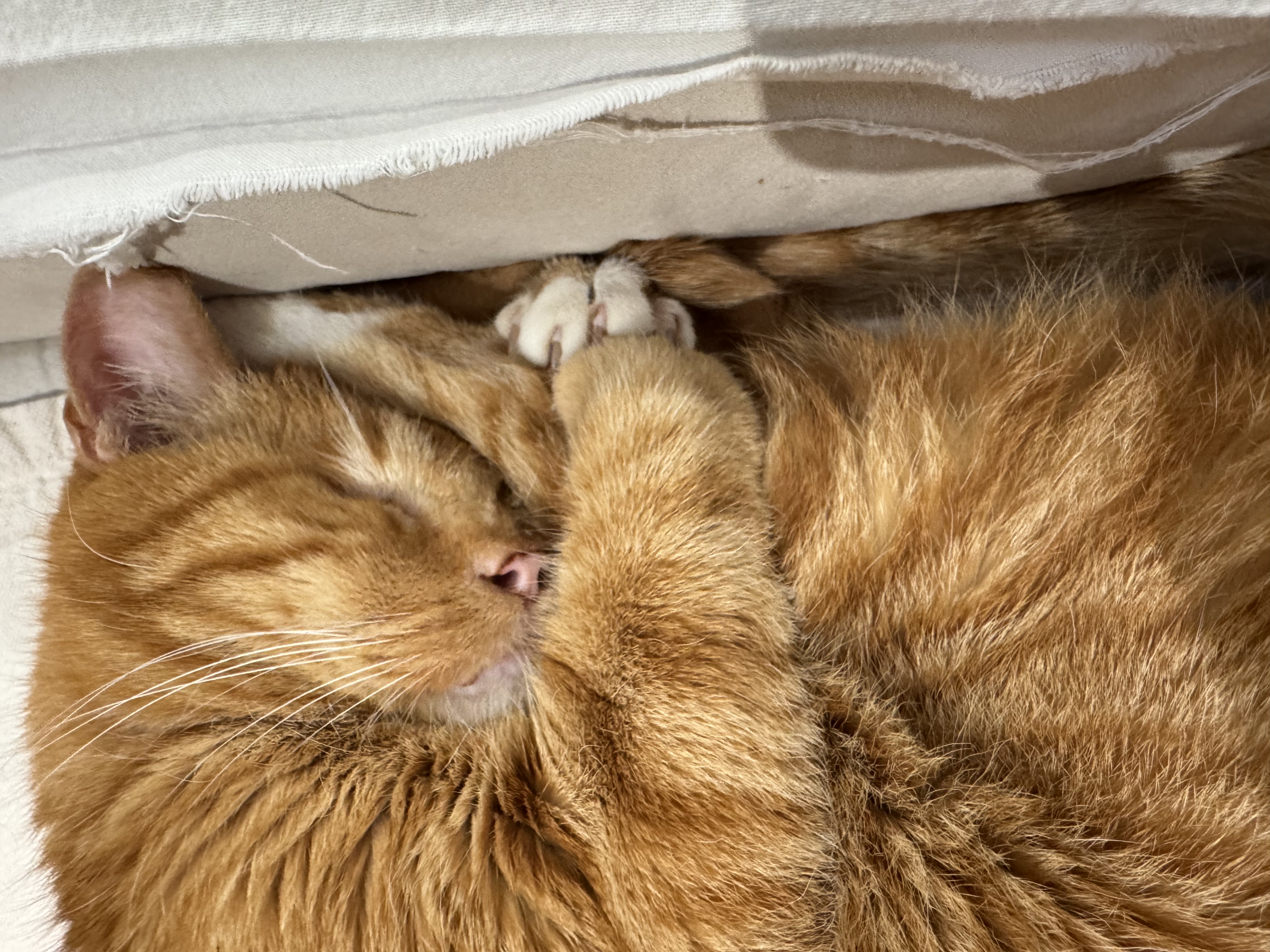 삐용이와 함께한 소중한 3년, 그리고 앞으로도 계속될 행복