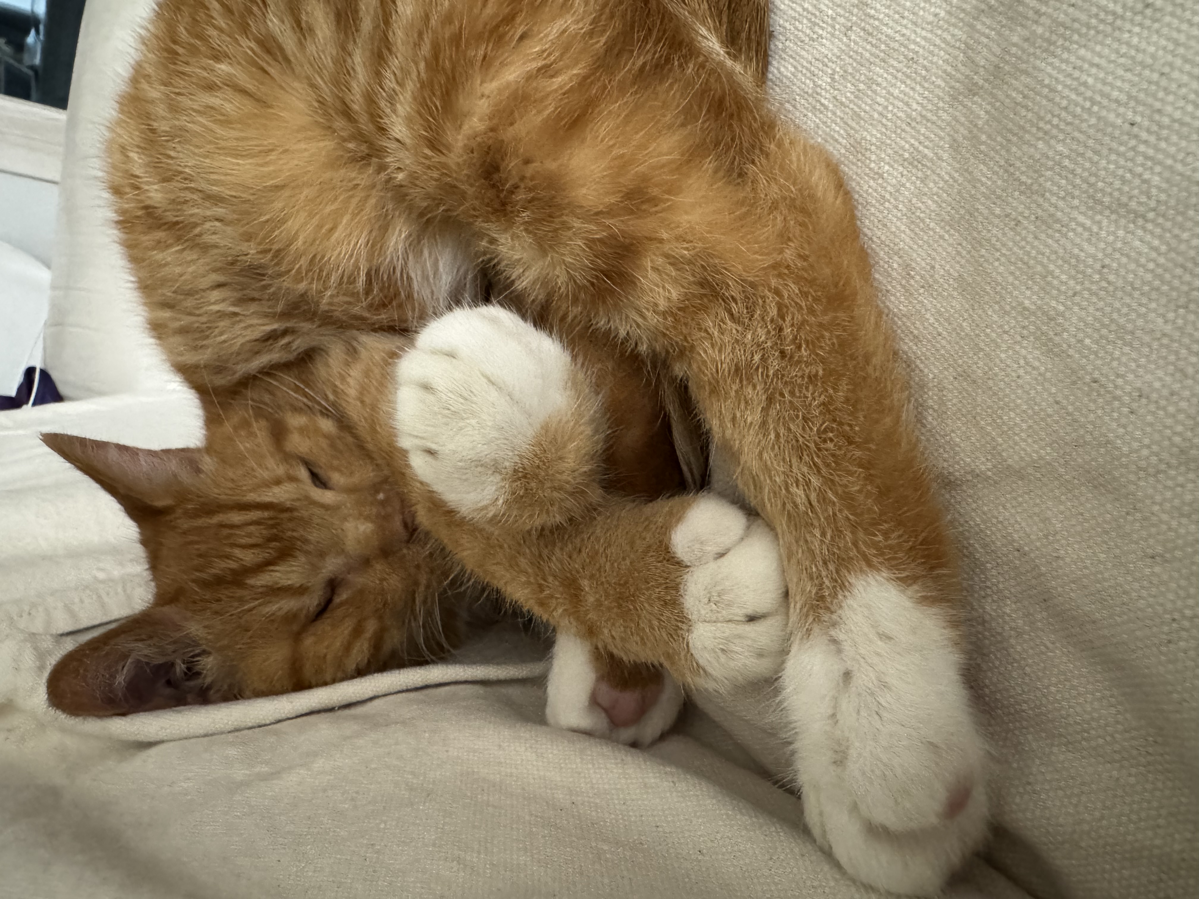 삐용이와 함께한 소중한 3년, 그리고 앞으로도 계속될 행복