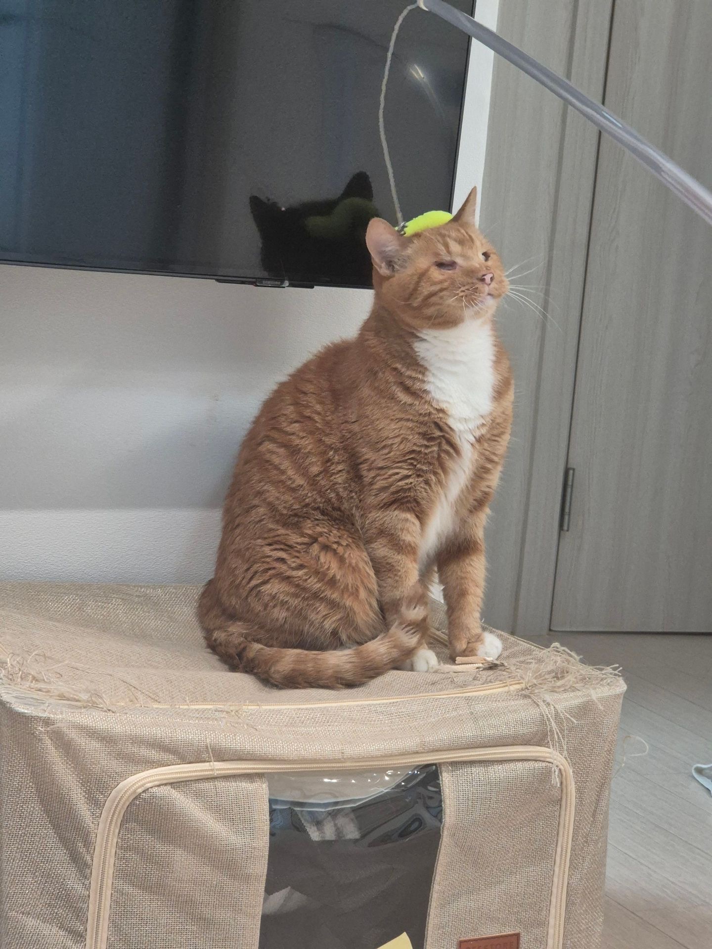 삐용이와 함께한 소중한 3년, 그리고 앞으로도 계속될 행복