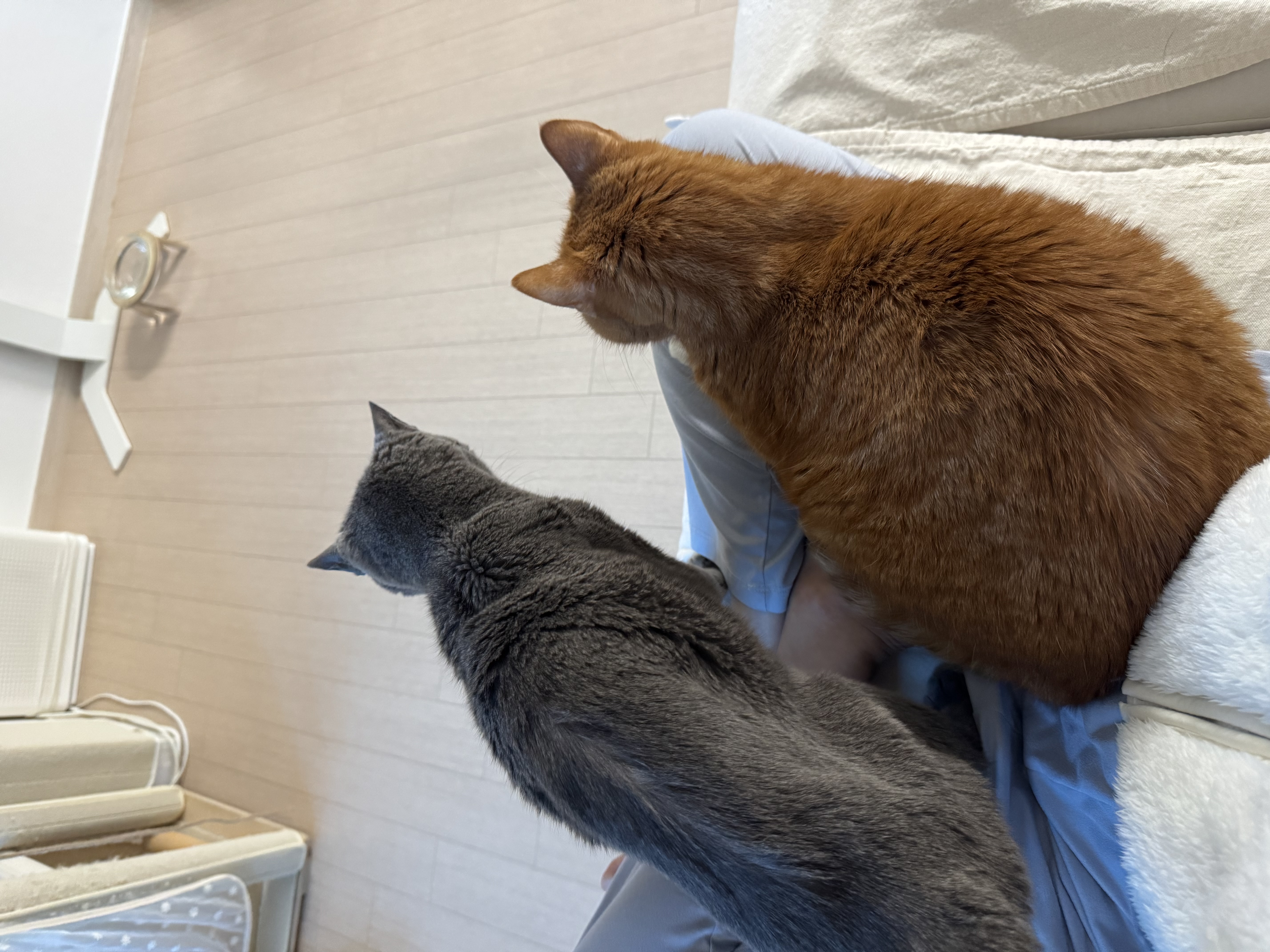 삐용이와 함께한 소중한 3년, 그리고 앞으로도 계속될 행복