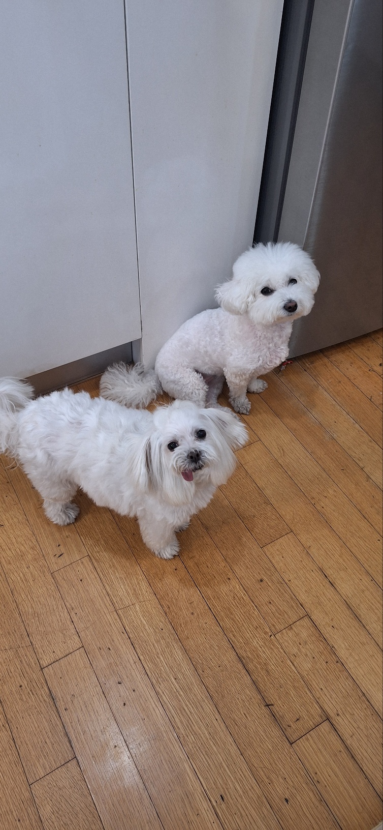 바로와 1년 그 후