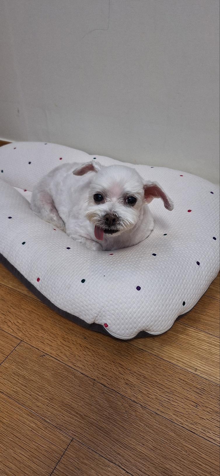 바로와 1년 그 후