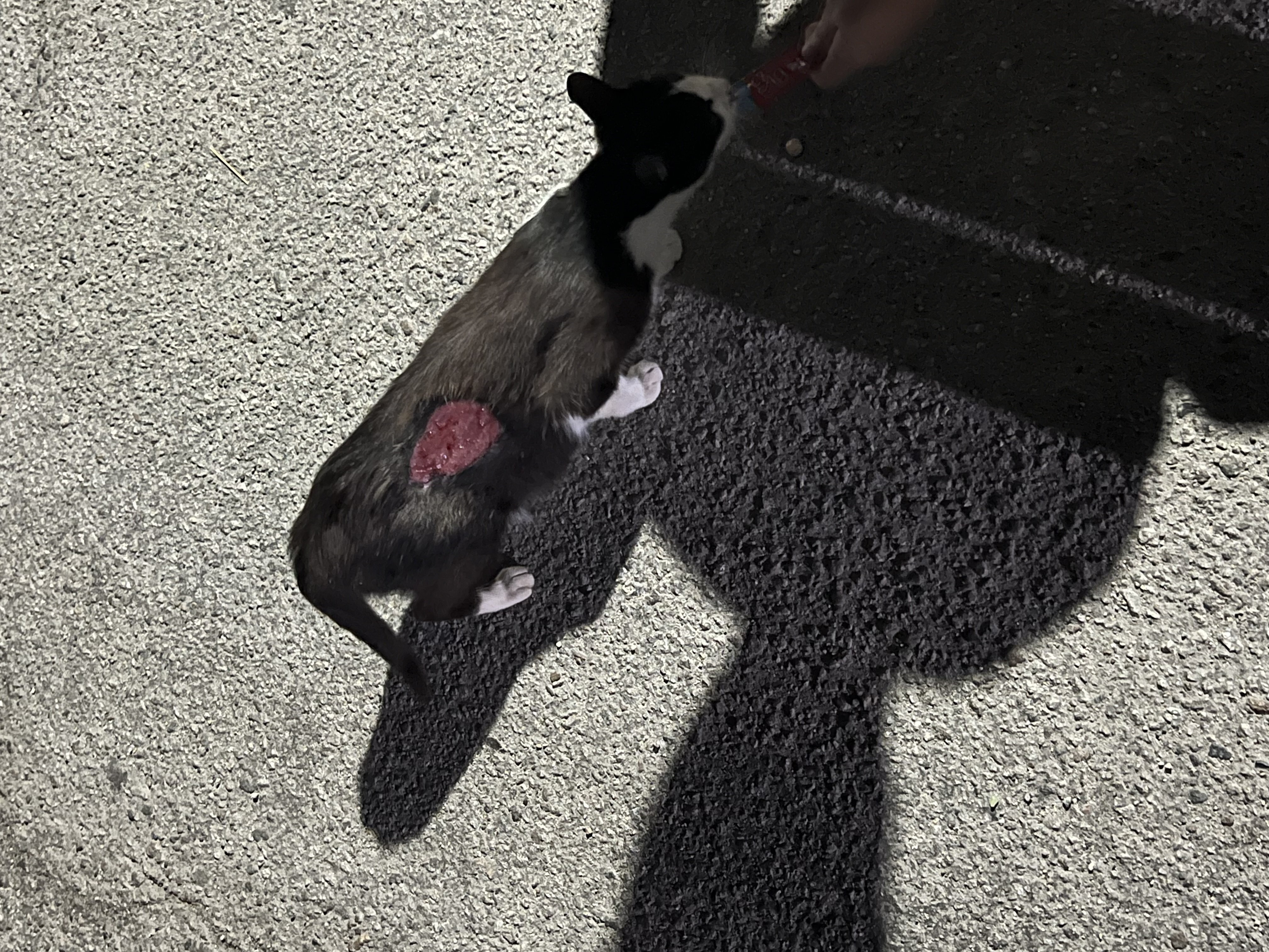 강원도 장사항 옆구리가 찢어진 고양이