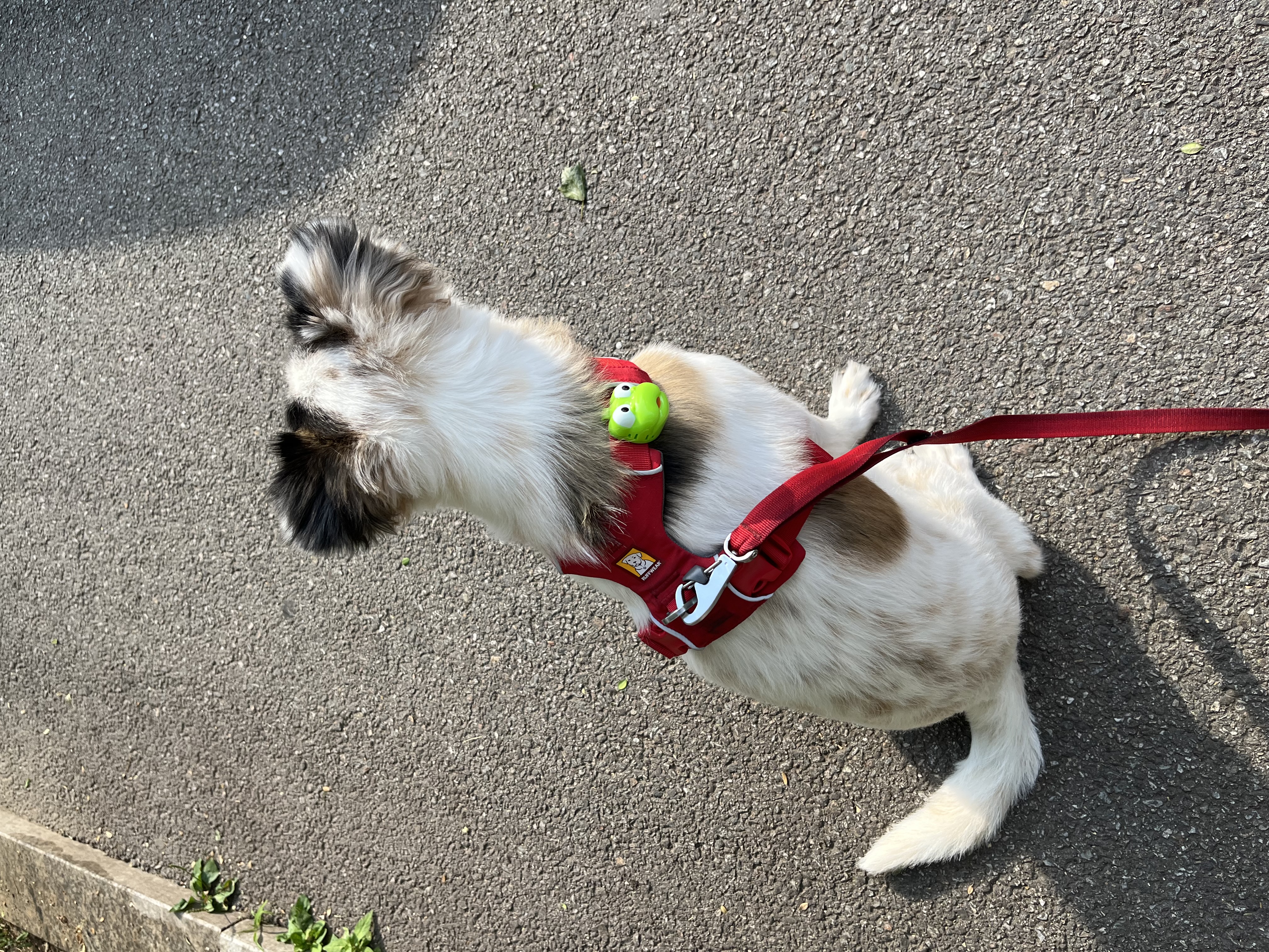 레오(오래) 잘 지내고 있어요! 