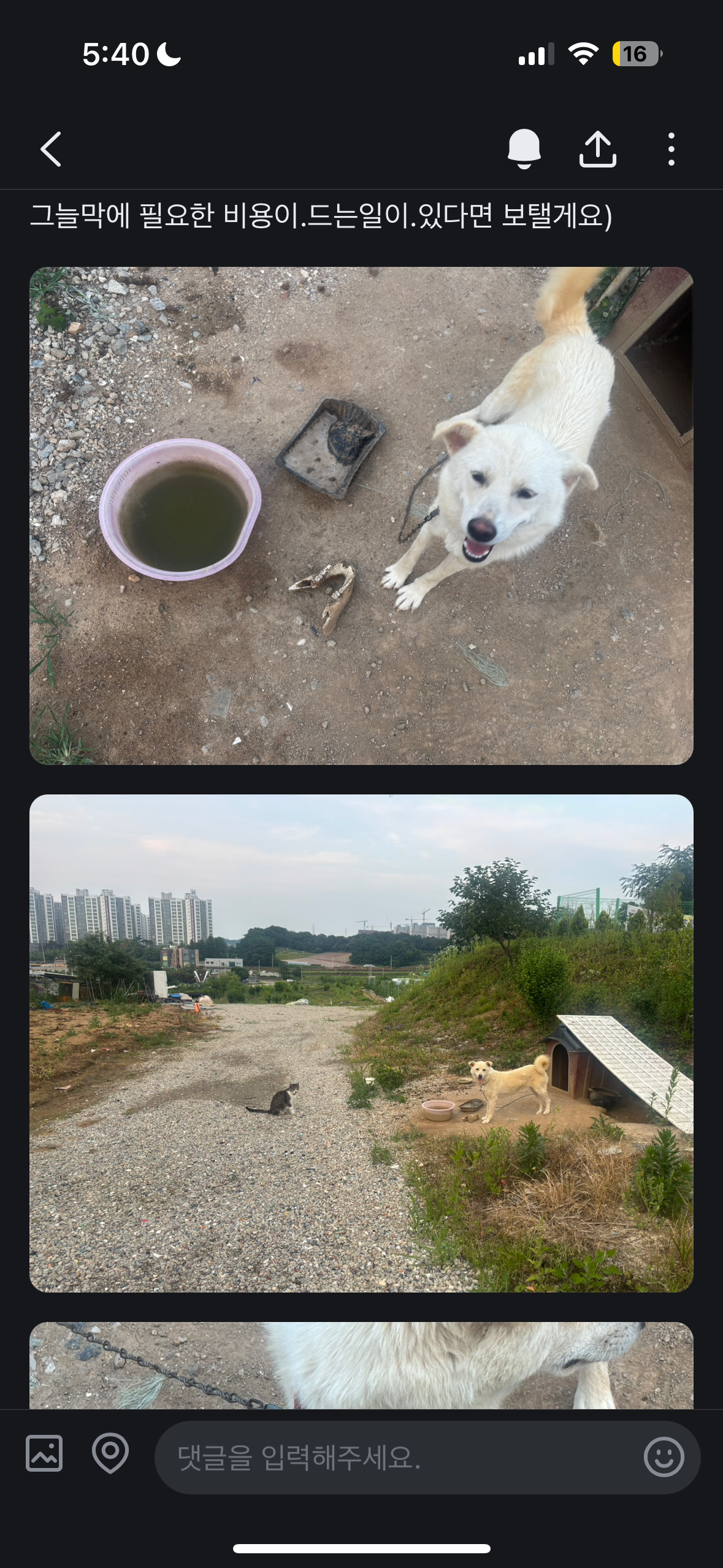 평택 강아지 묶여있어요