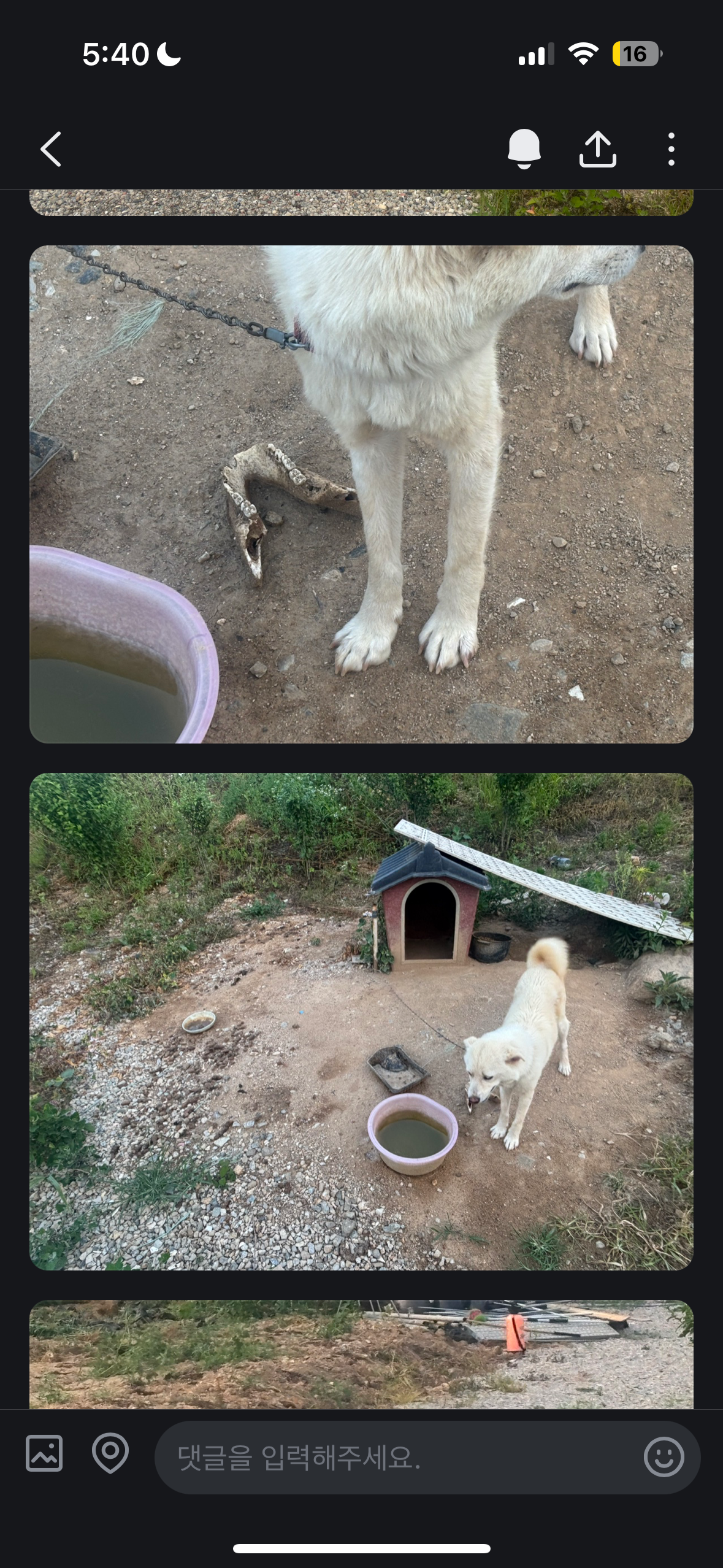평택 강아지 묶여있어요