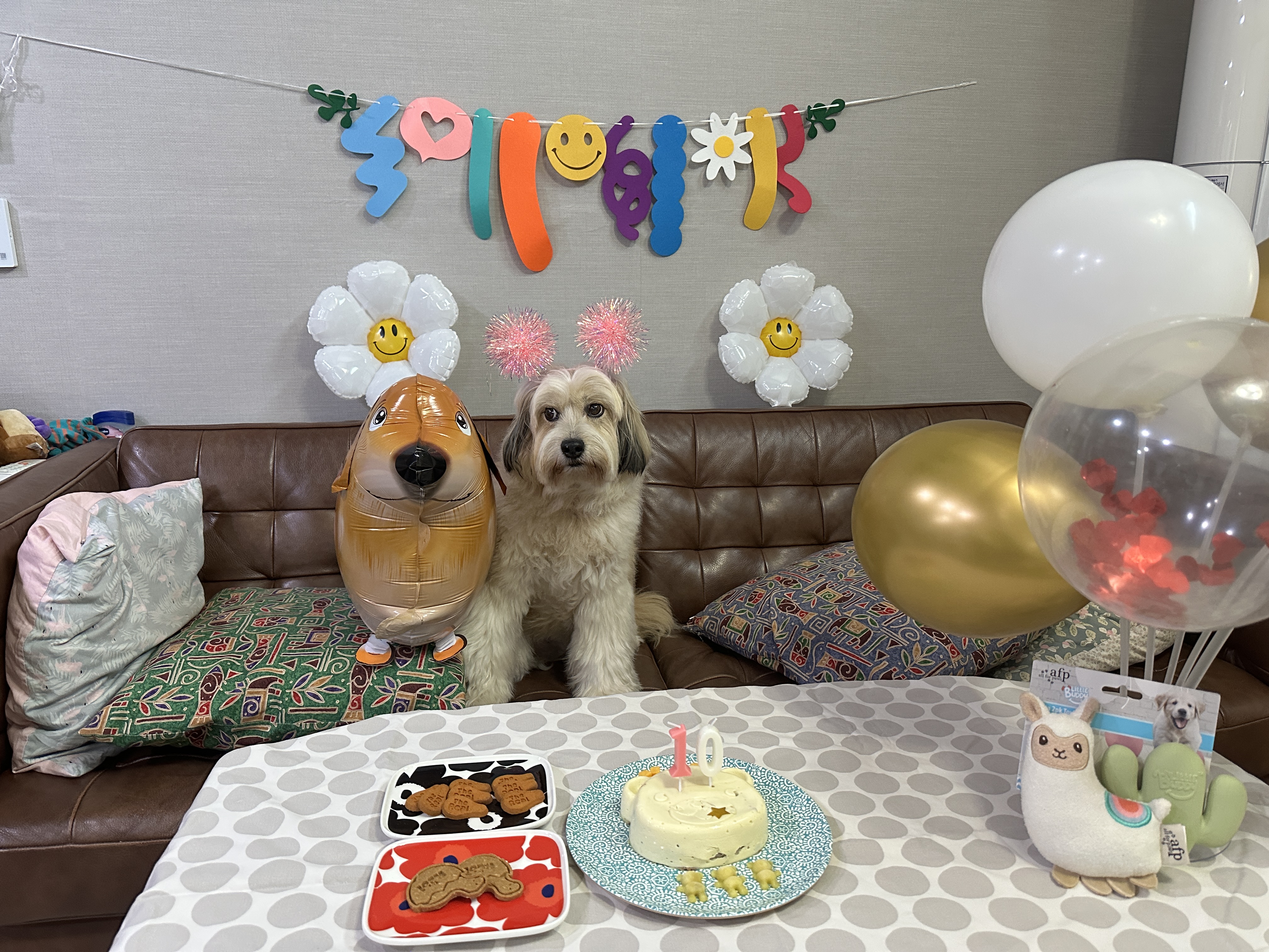 봉구의 10번째 생일 소식을 알려드립니다