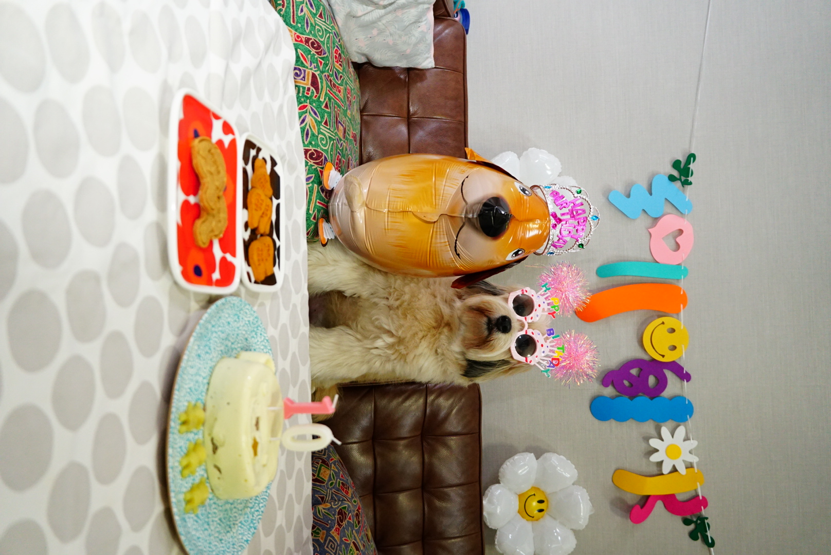 봉구의 10번째 생일 소식을 알려드립니다