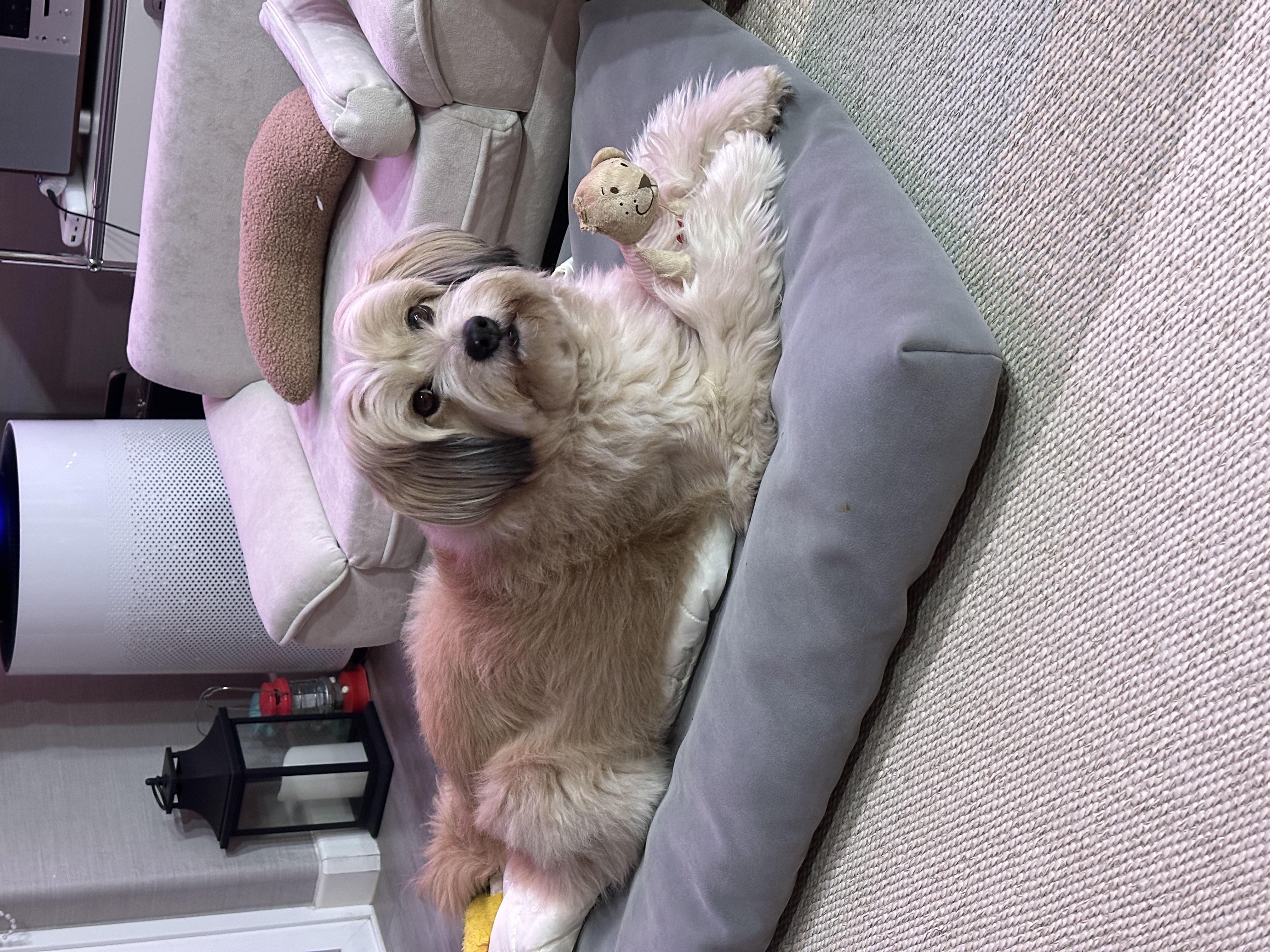 봉구의 10번째 생일 소식을 알려드립니다