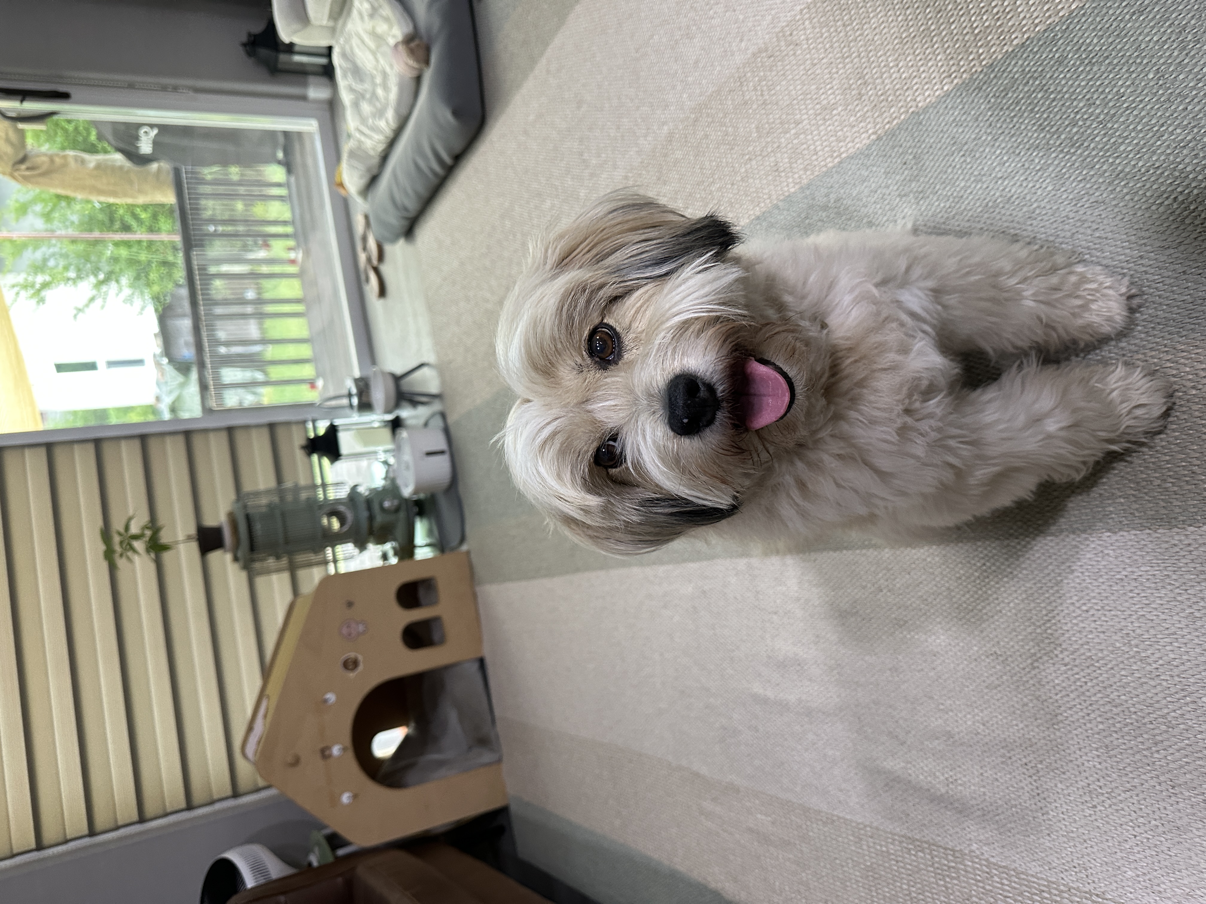 봉구의 10번째 생일 소식을 알려드립니다