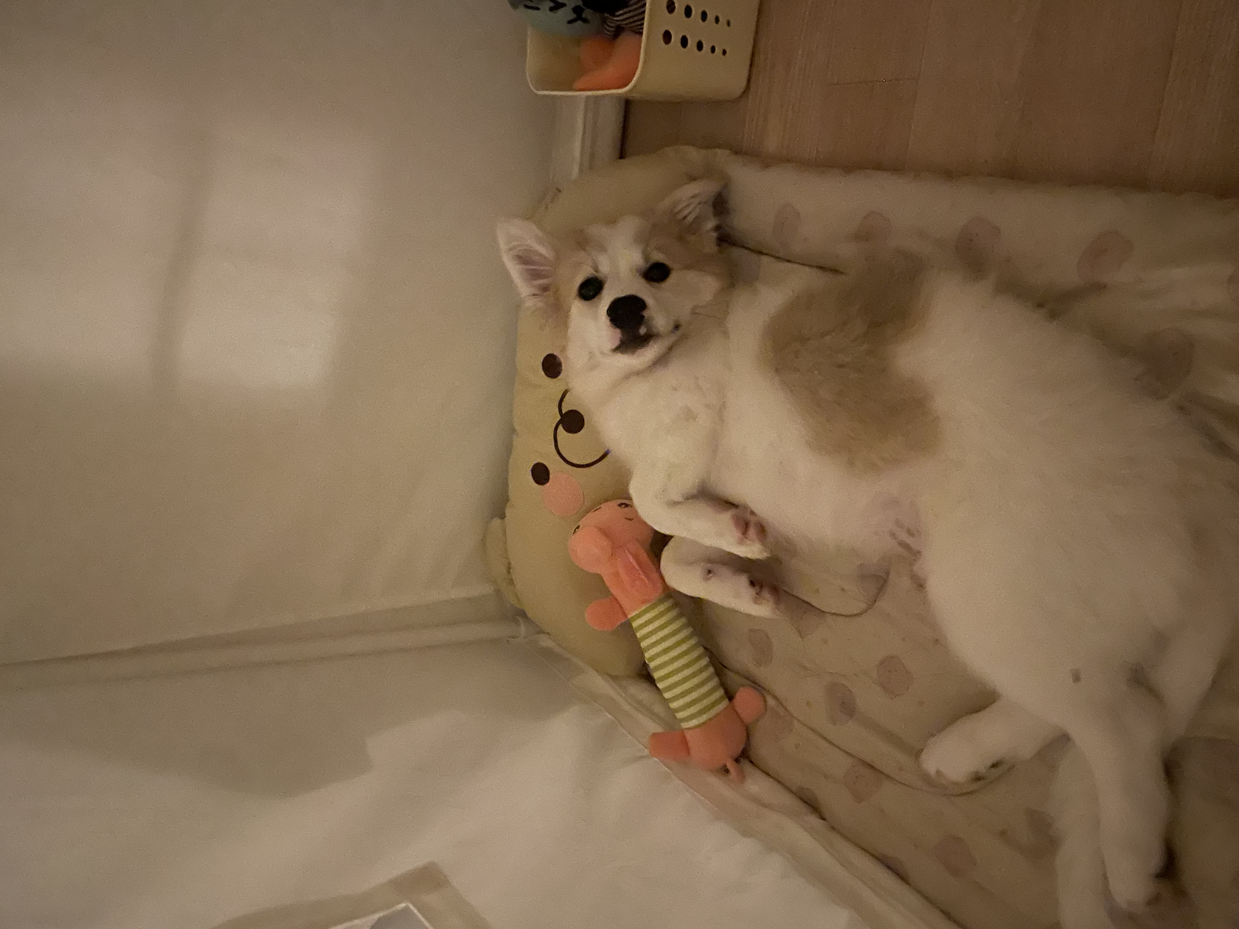 그냥 내새꾸 자랑하고싶어 올리는후기(모랑)