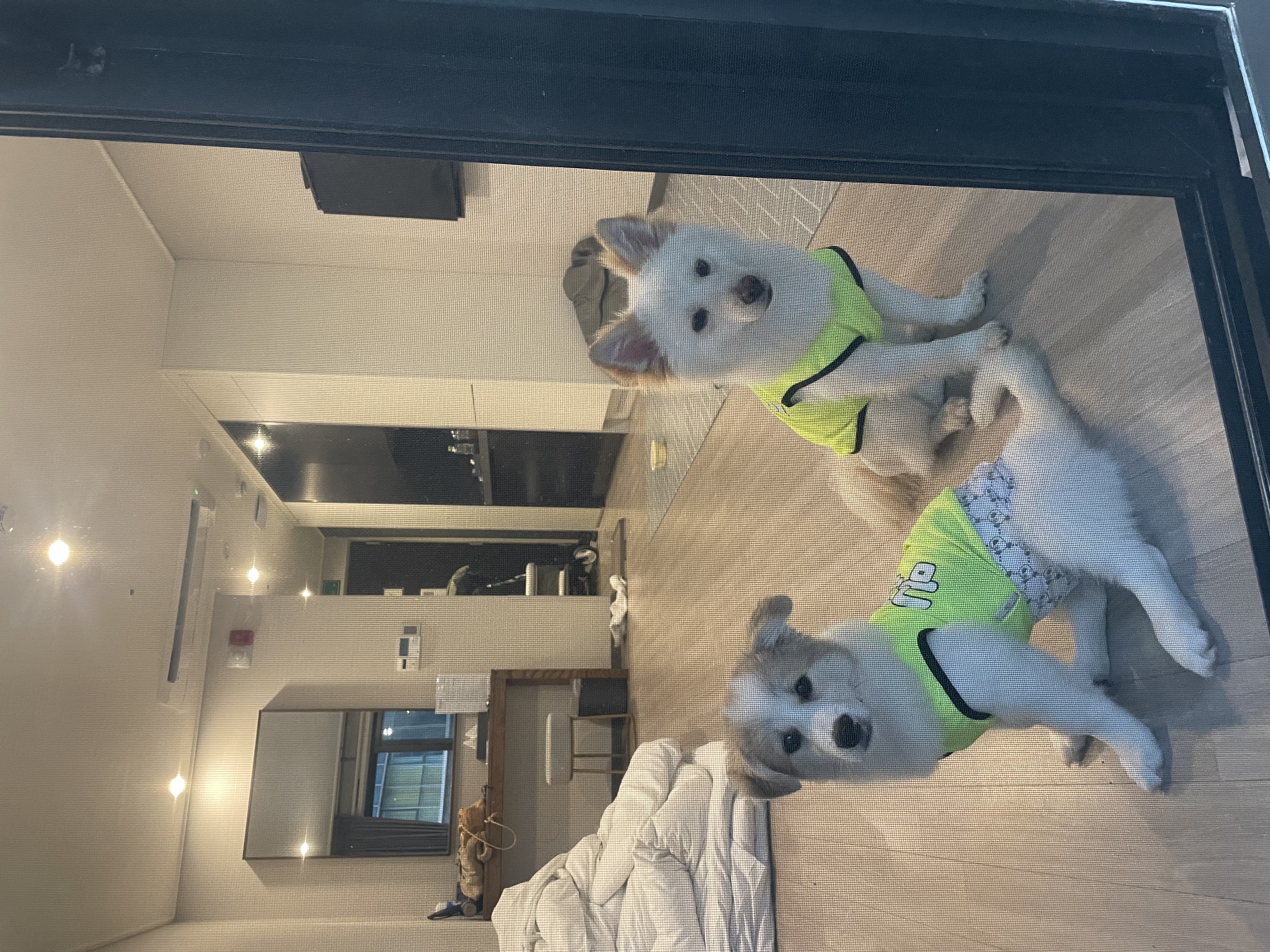 그냥 내새꾸 자랑하고싶어 올리는후기(모랑)