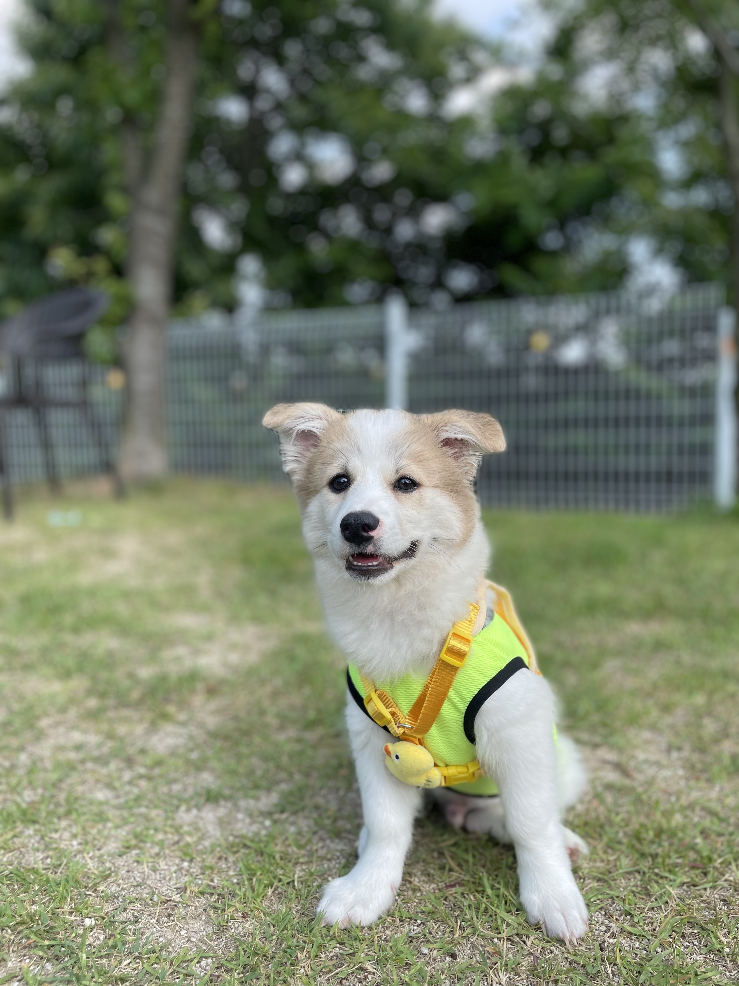 그냥 내새꾸 자랑하고싶어 올리는후기(모랑)