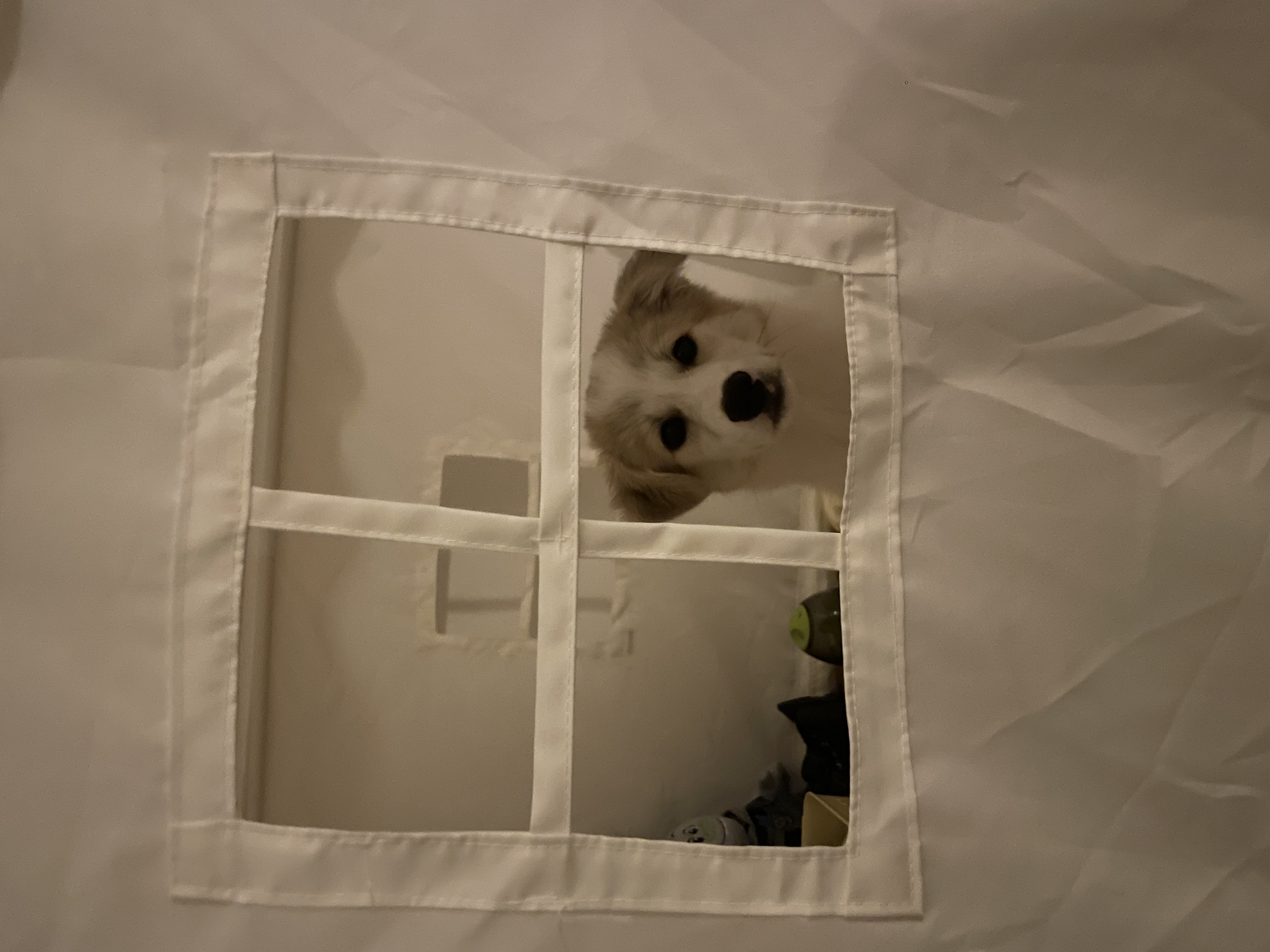 그냥 내새꾸 자랑하고싶어 올리는후기(모랑)