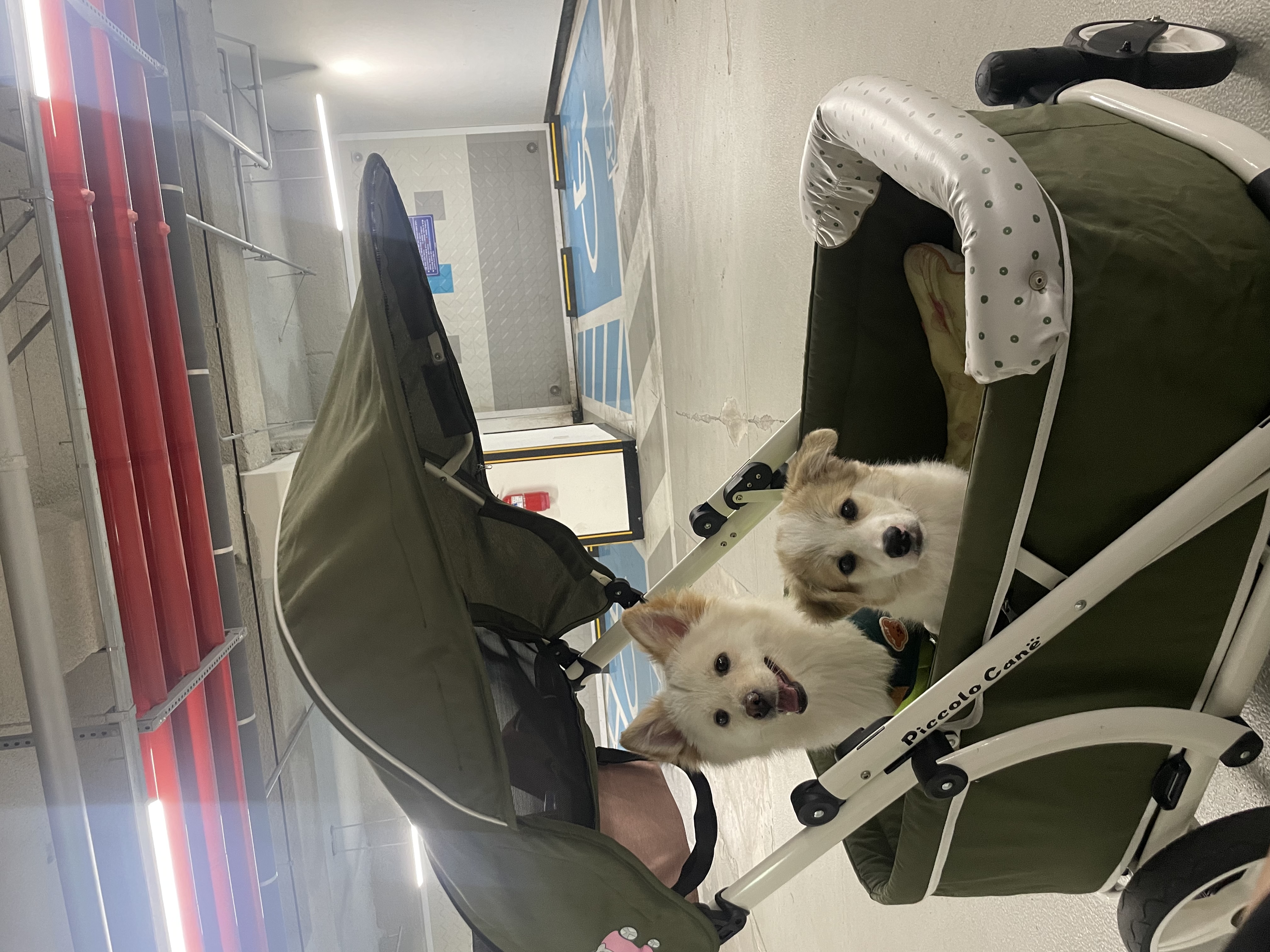 그냥 내새꾸 자랑하고싶어 올리는후기(모랑)