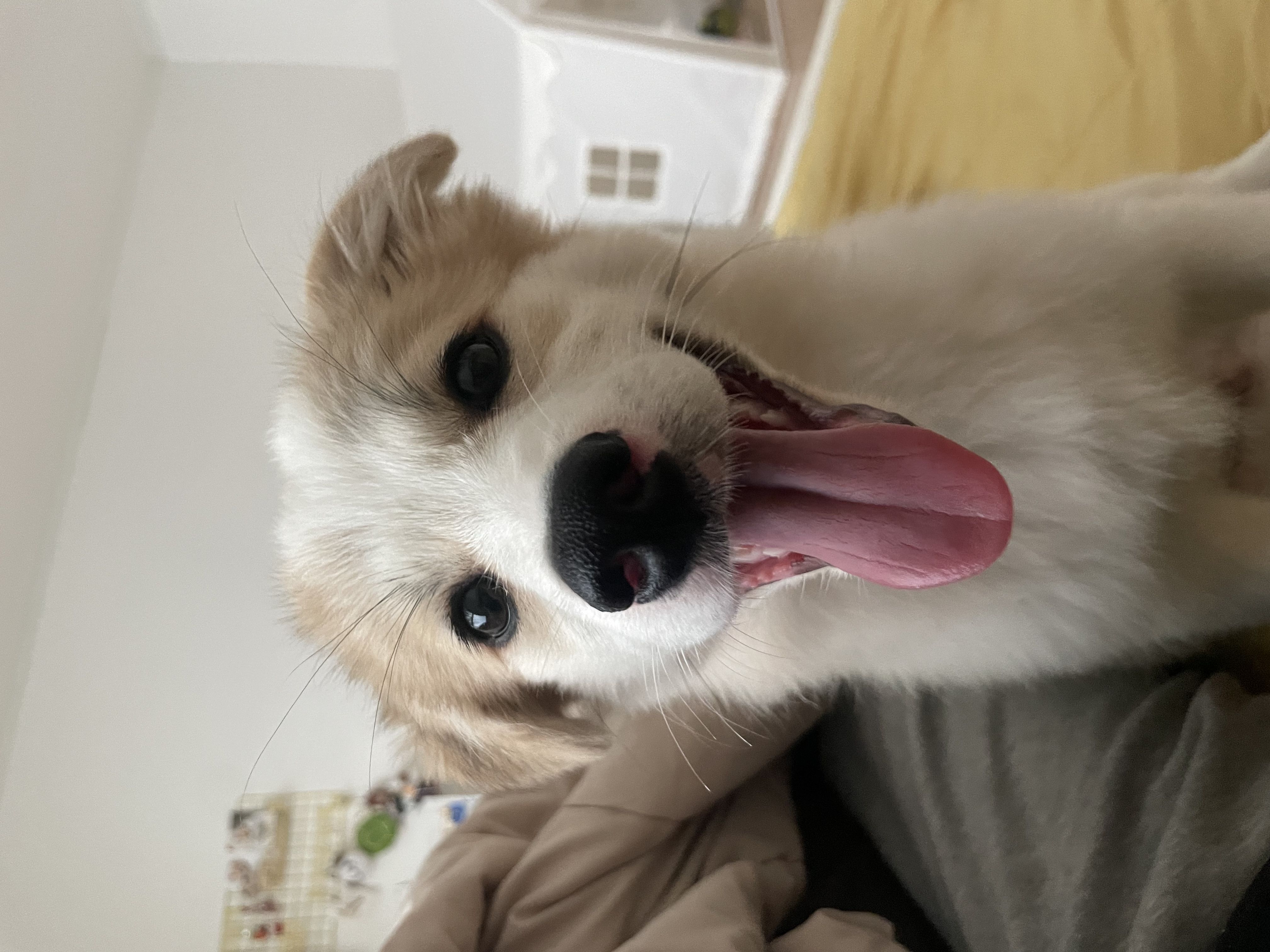 그냥 내새꾸 자랑하고싶어 올리는후기(모랑)