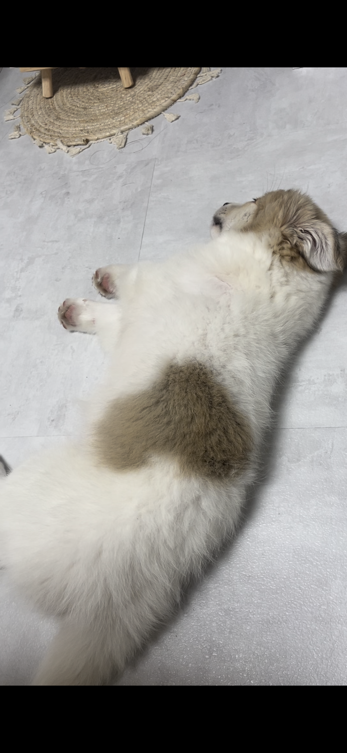 그냥 내새꾸 자랑하고싶어 올리는후기(모랑)