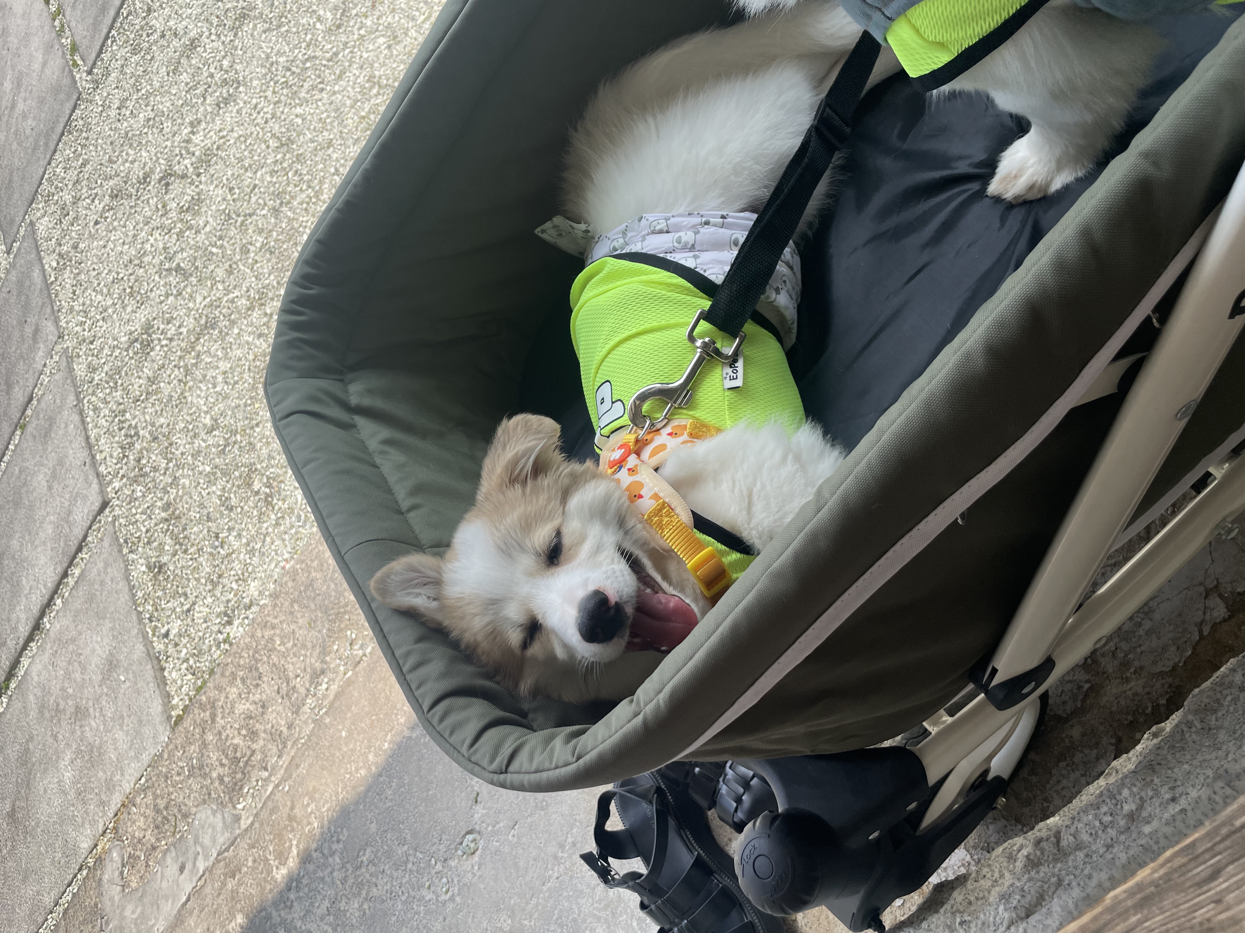 그냥 내새꾸 자랑하고싶어 올리는후기(모랑)