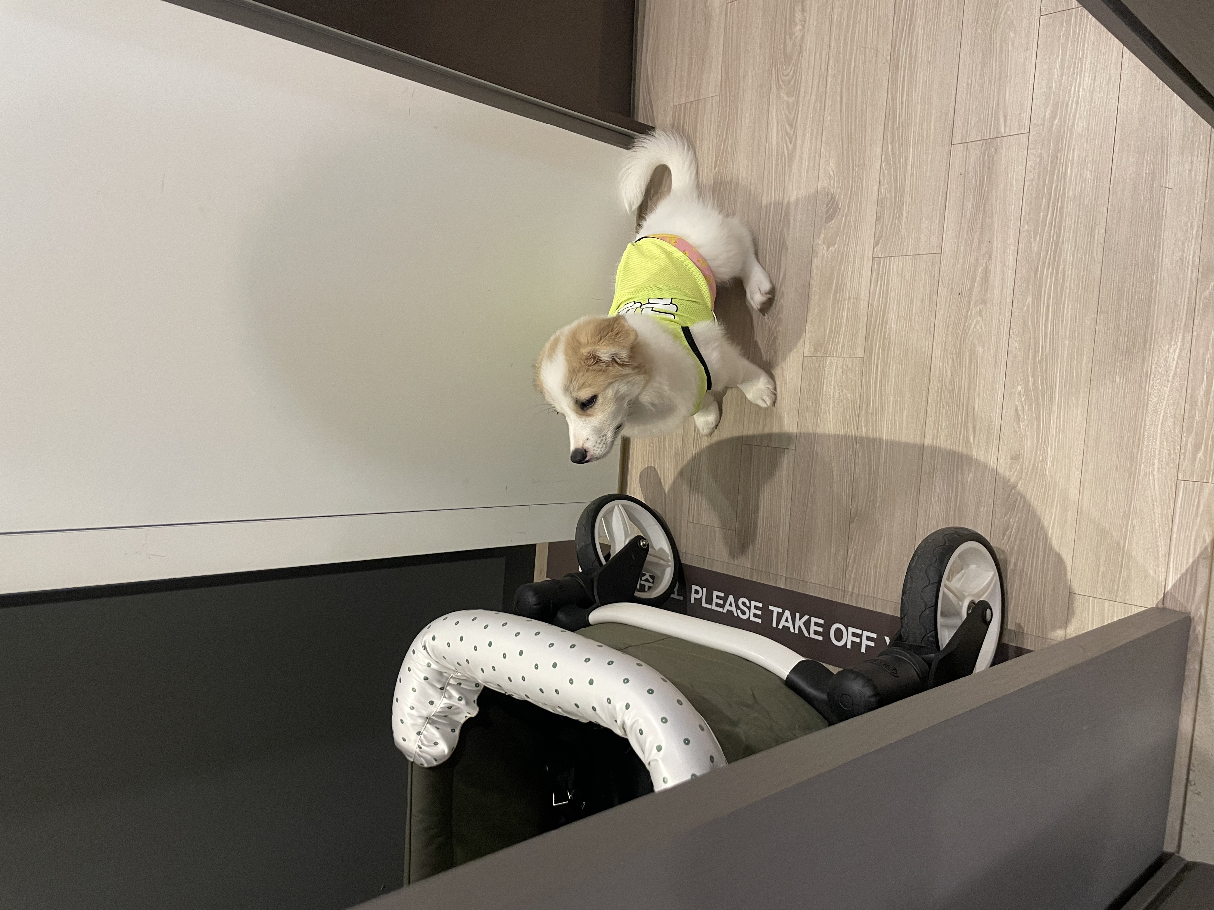 그냥 내새꾸 자랑하고싶어 올리는후기(모랑)