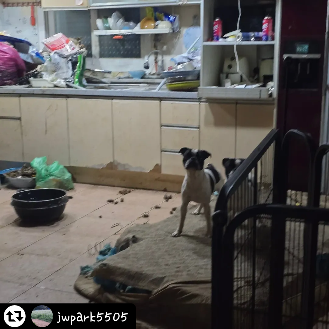 이사간지 2년이 넘었다고 합니다 보스턴테리어 8마리 방임