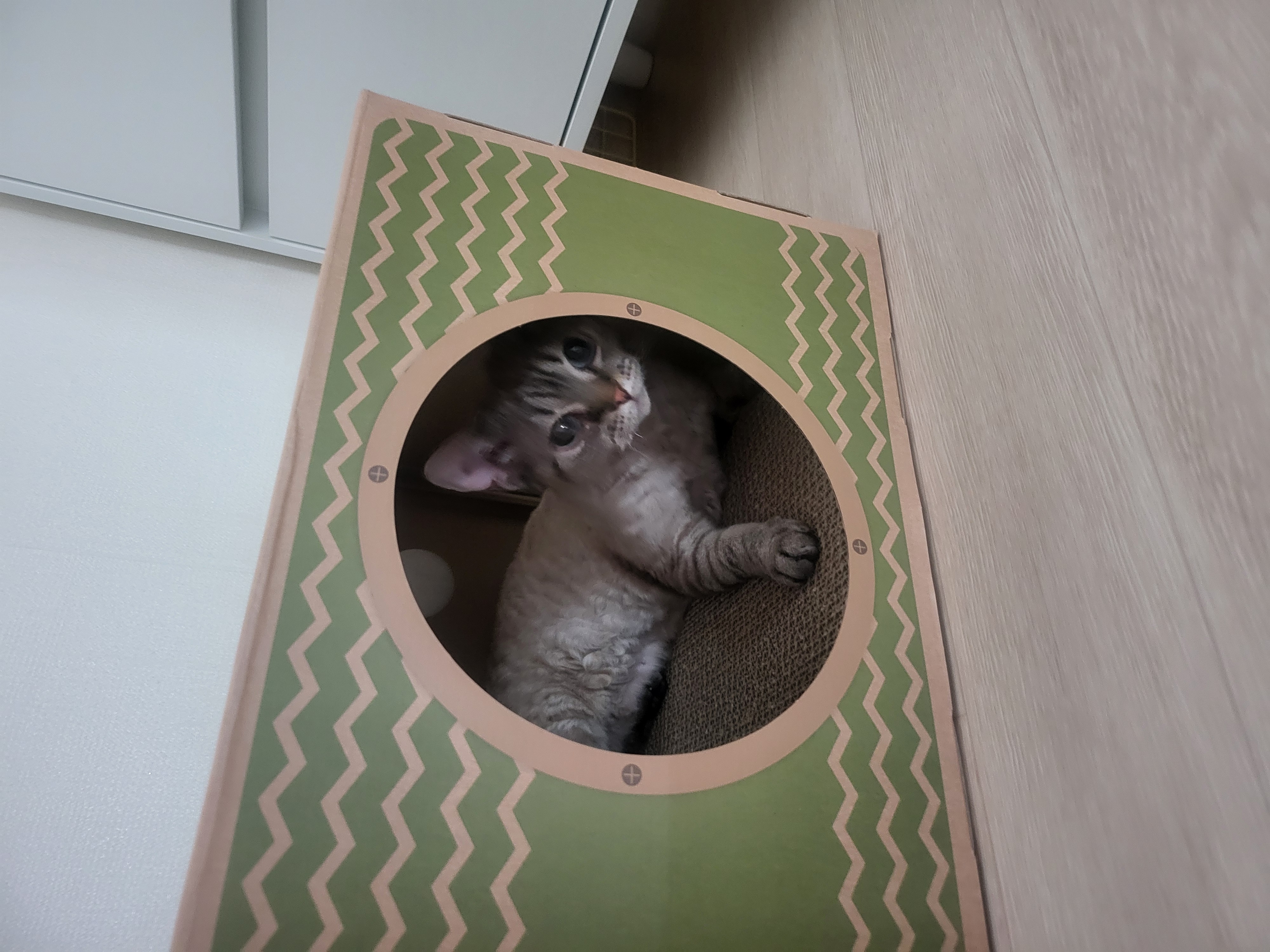 콘팡(펄)이와 함께한 일주일 동안의 이야기