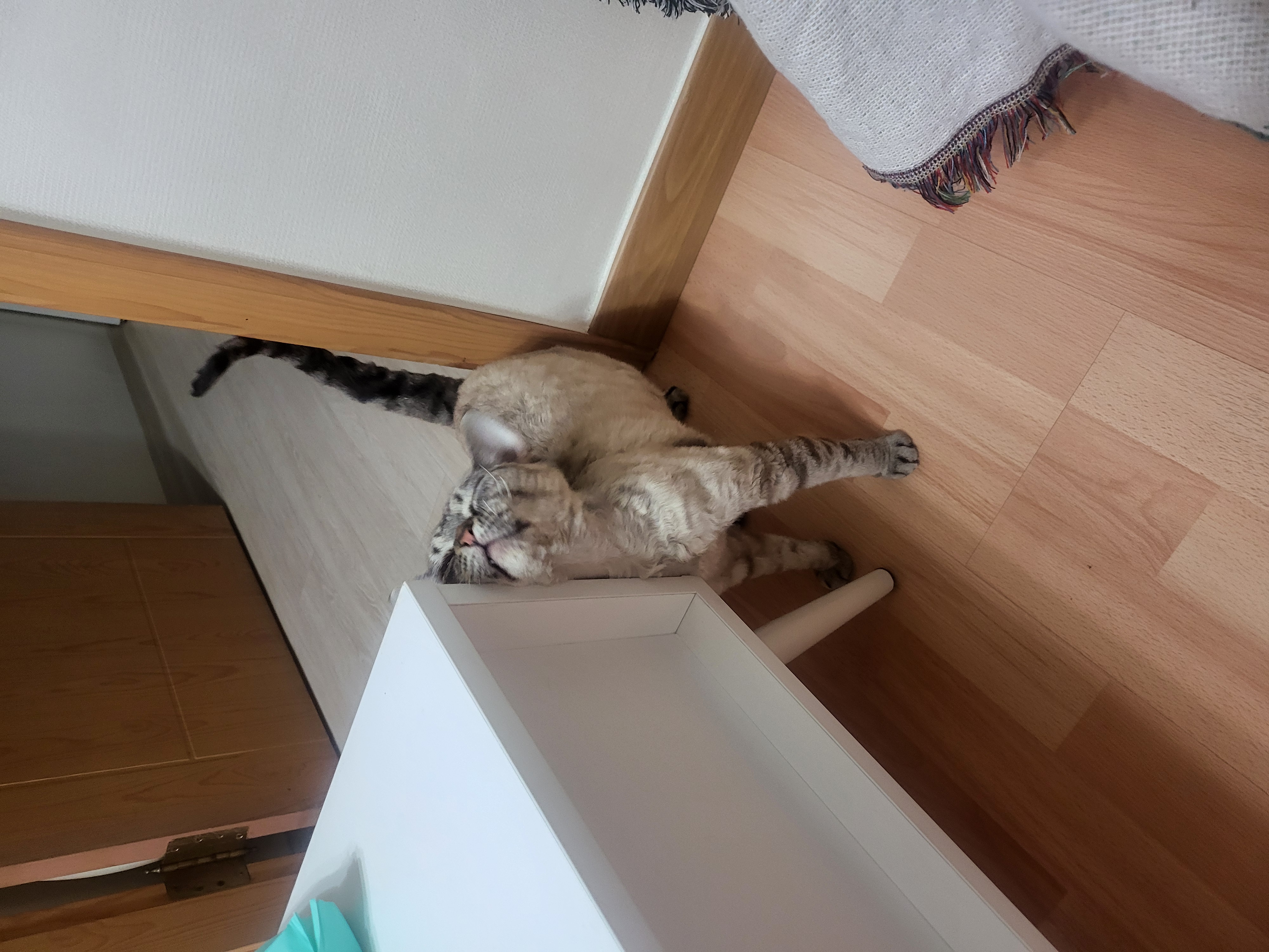 콘팡(펄)이와 함께한 일주일 동안의 이야기