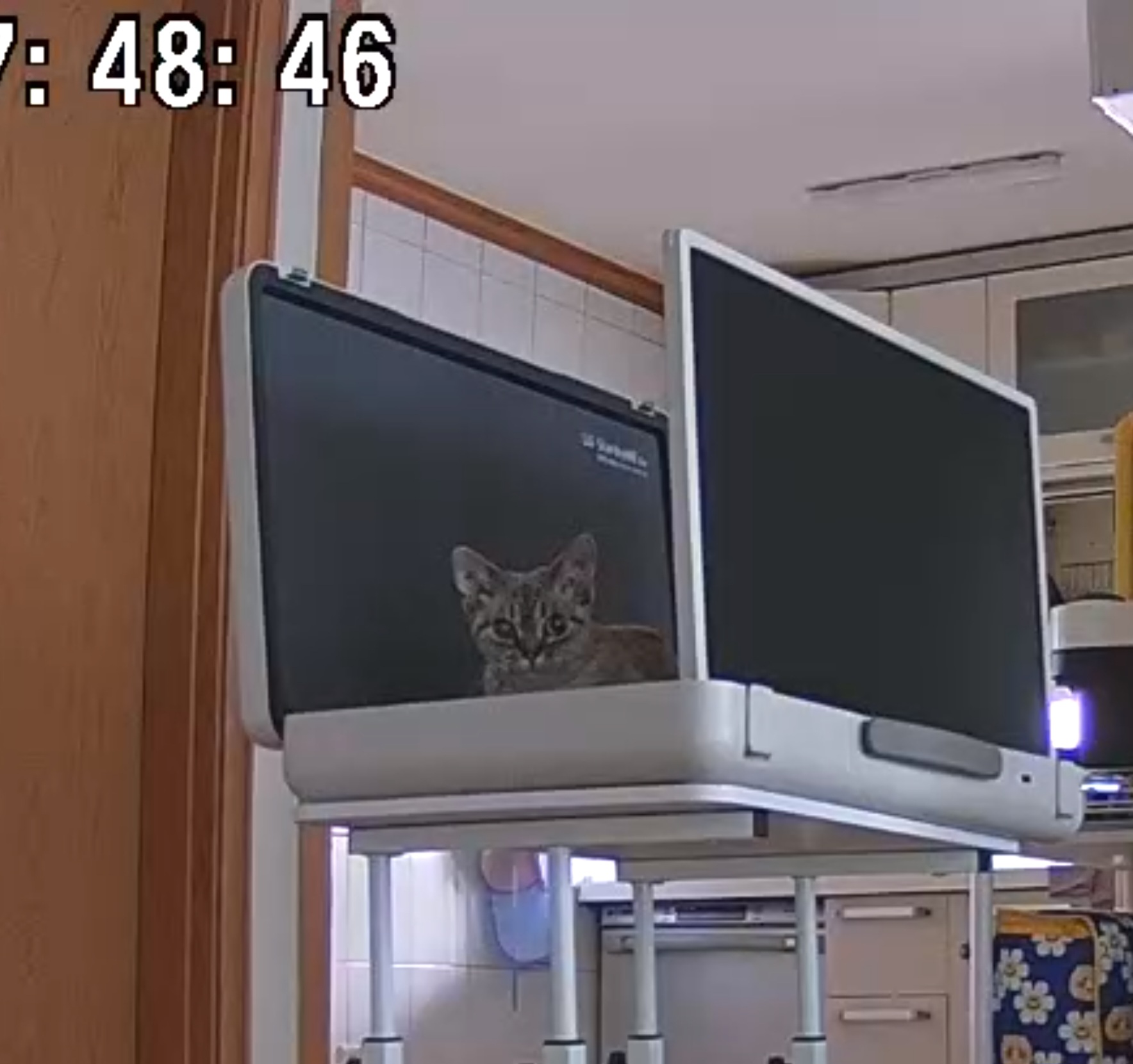 콘팡(펄)이와 함께한 일주일 동안의 이야기