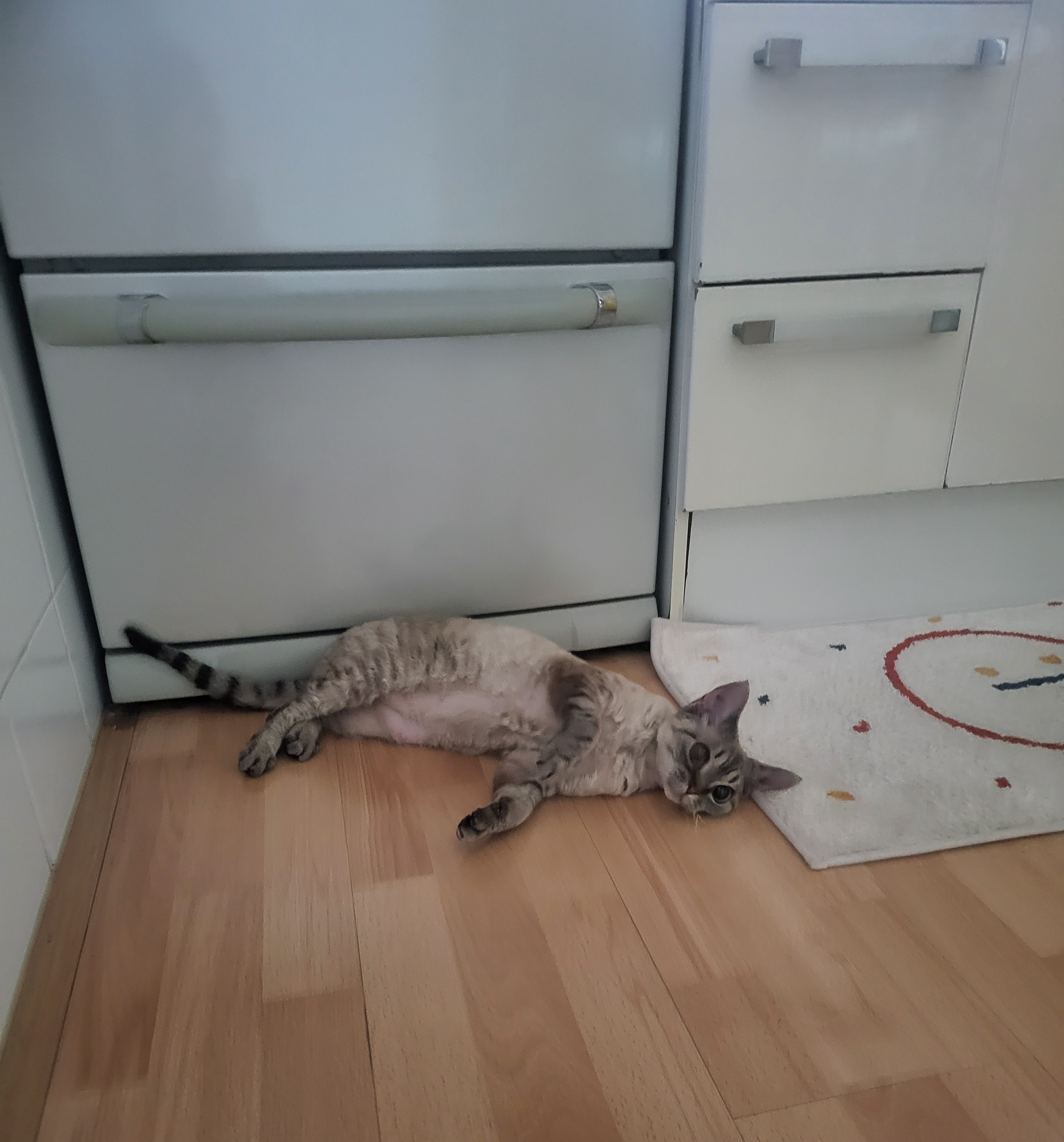 콘팡(펄)이와 함께한 일주일 동안의 이야기