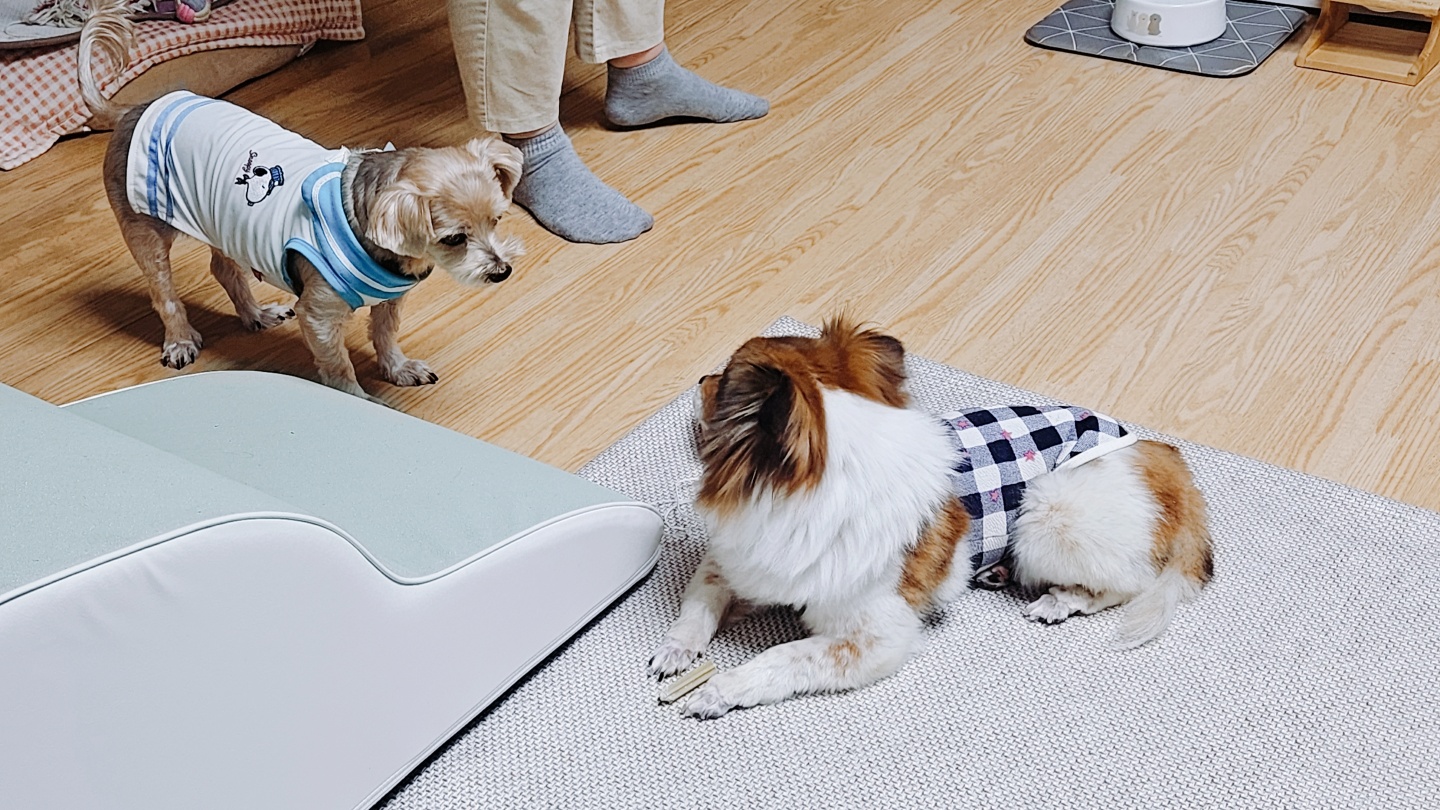 프림이의 한달 입양후기입니다.