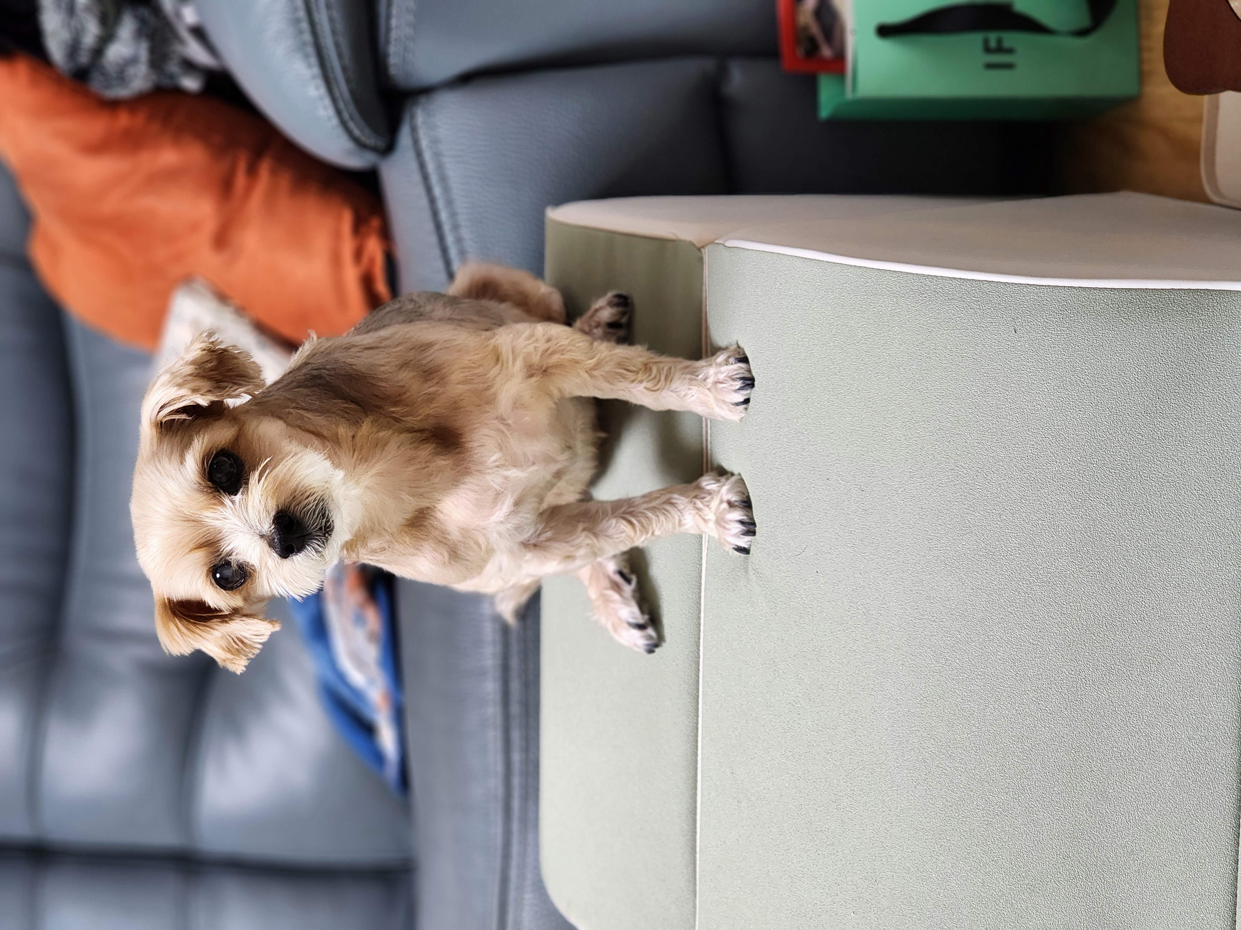 프림이의 한달 입양후기입니다.