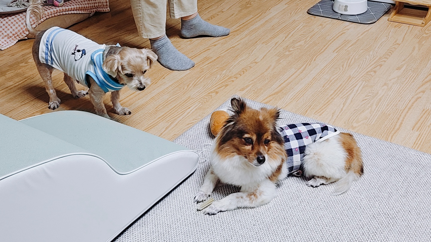 프림이의 한달 입양후기입니다.