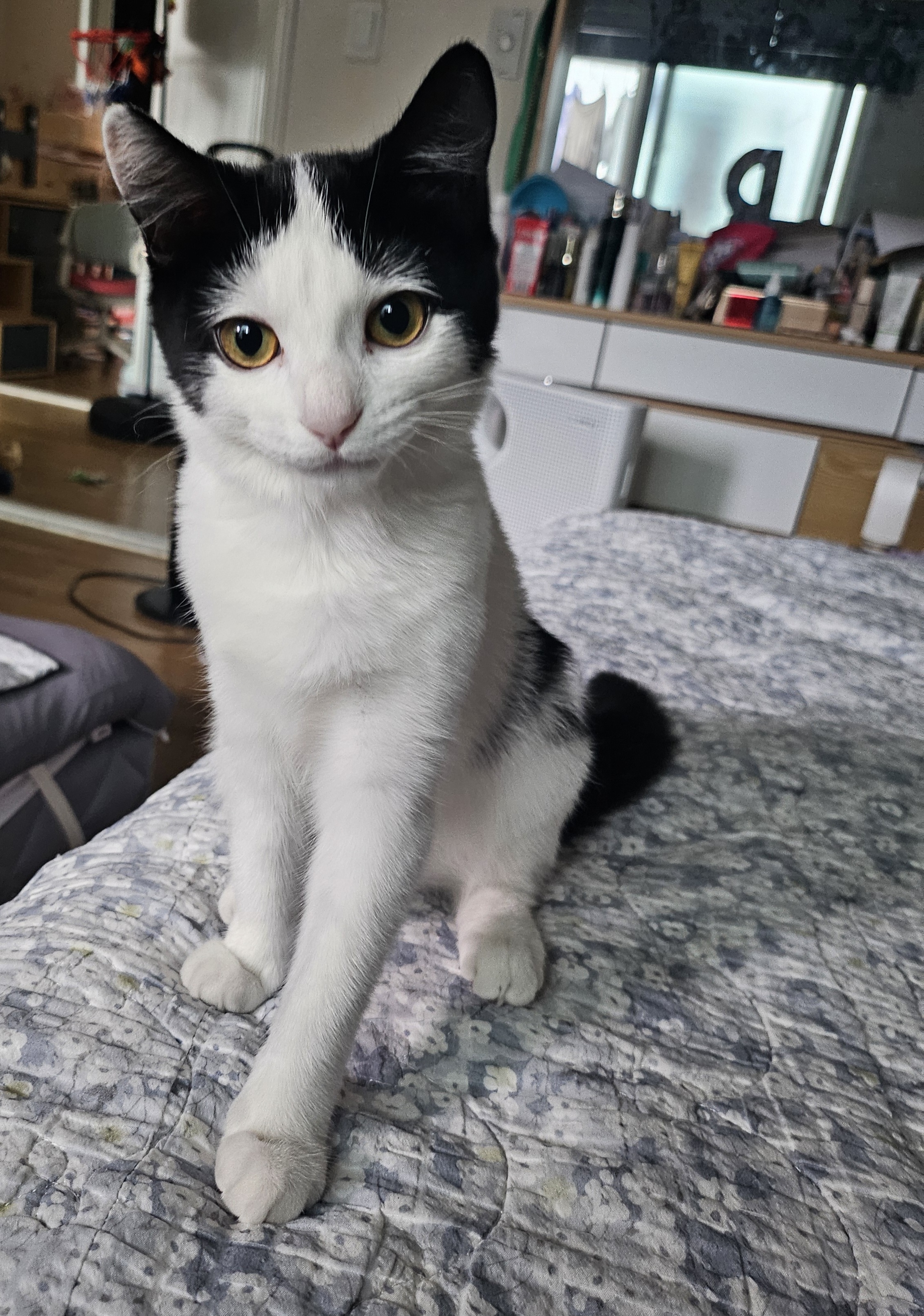 콩이(귀돌이)의 3개월 이야기