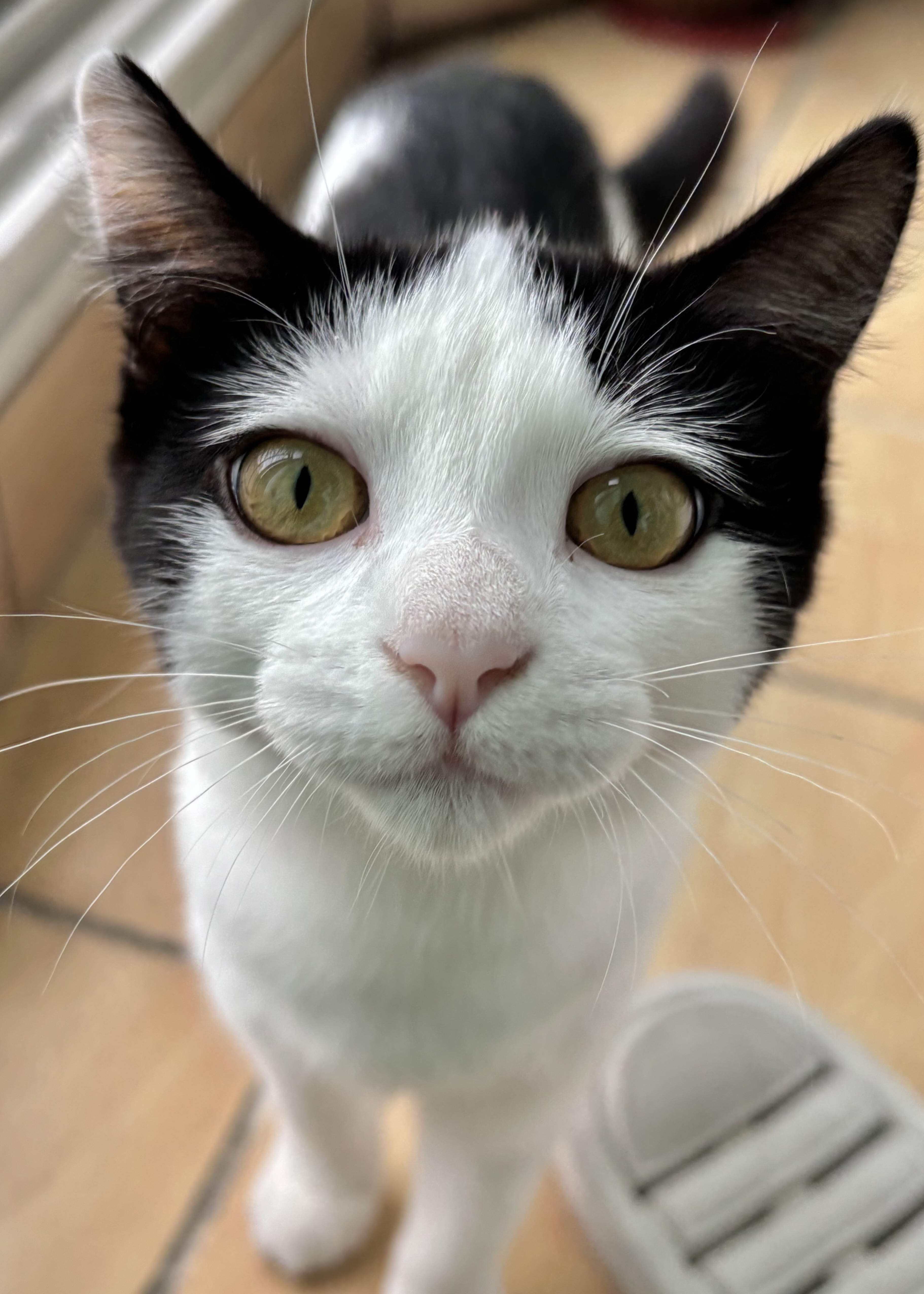 콩이(귀돌이)의 3개월 이야기