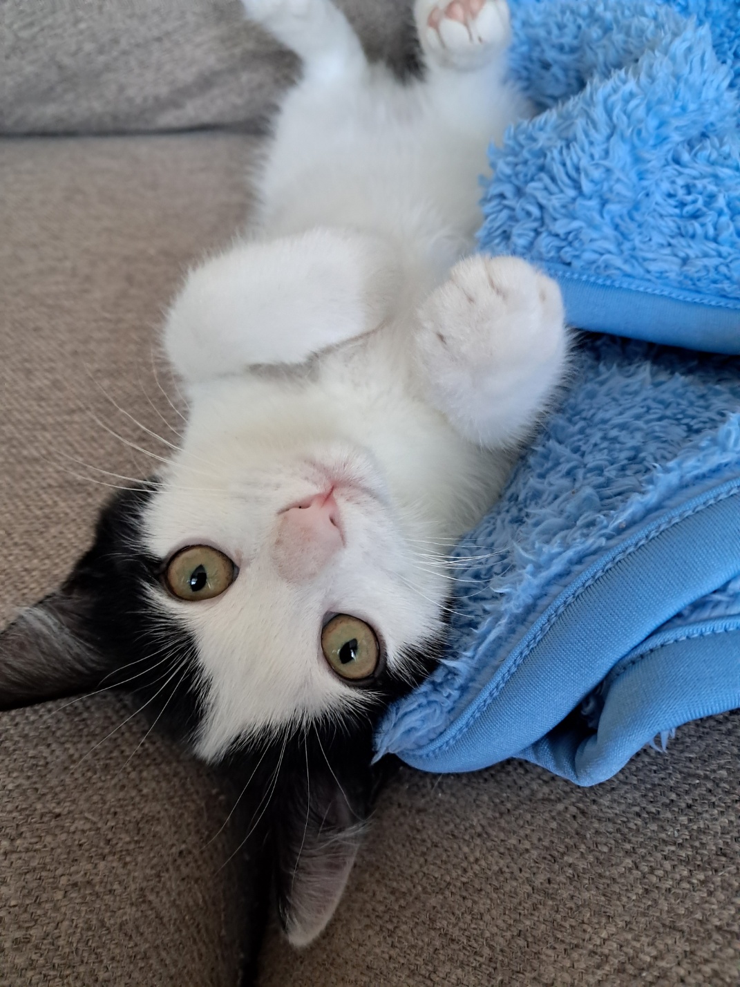 콩이(귀돌이)의 3개월 이야기