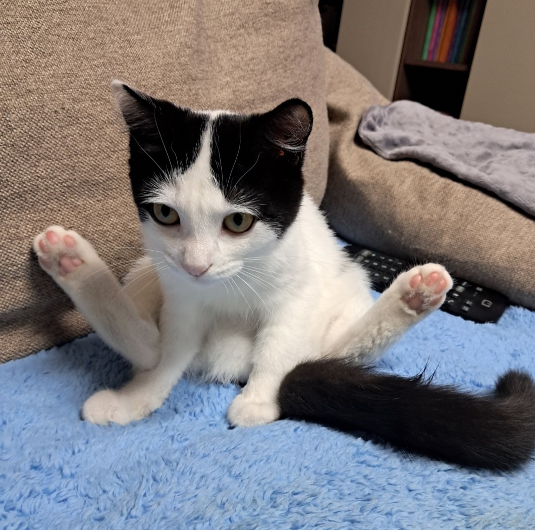 콩이(귀돌이)의 3개월 이야기