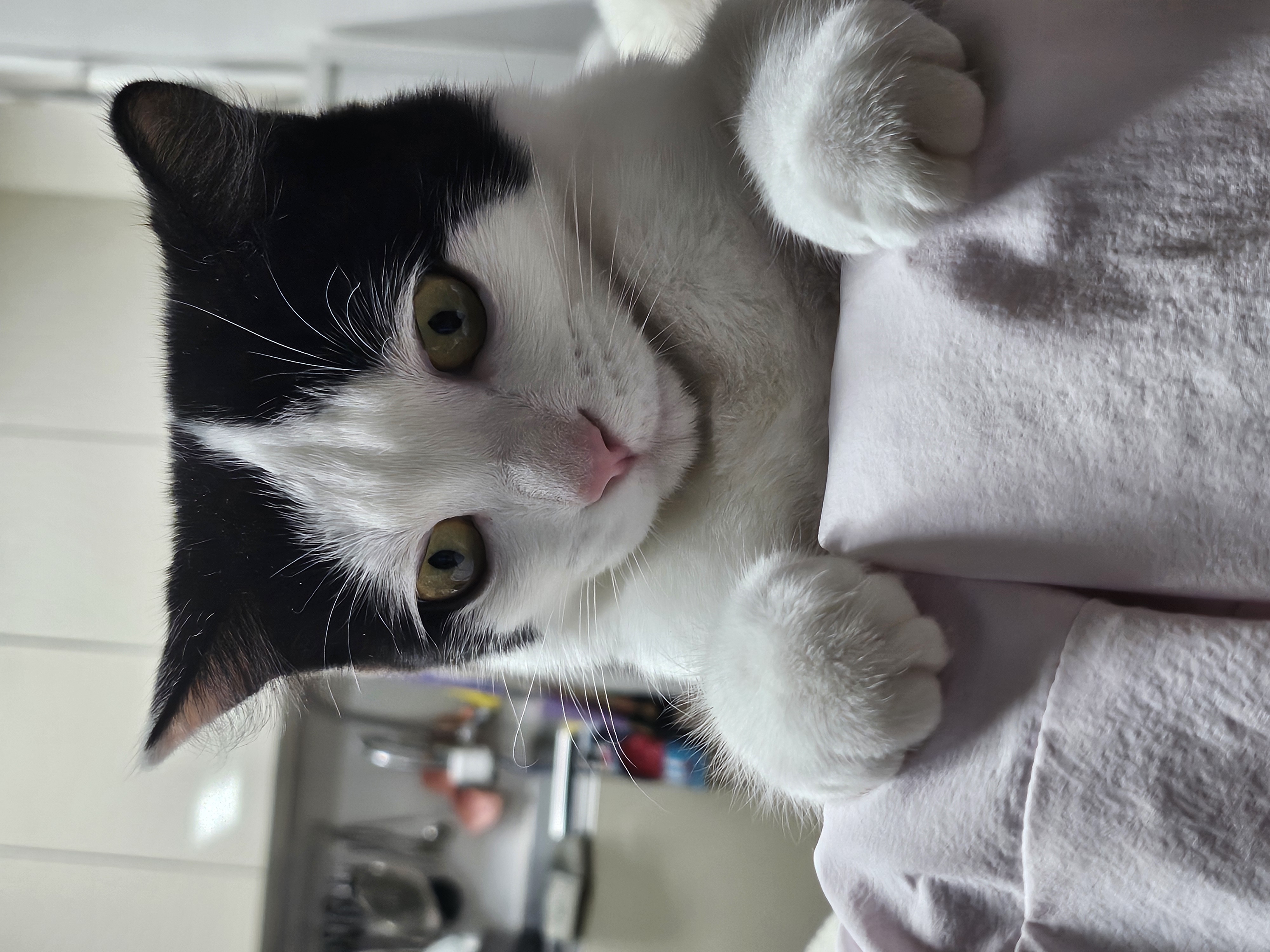 콩이(귀돌이)의 3개월 이야기