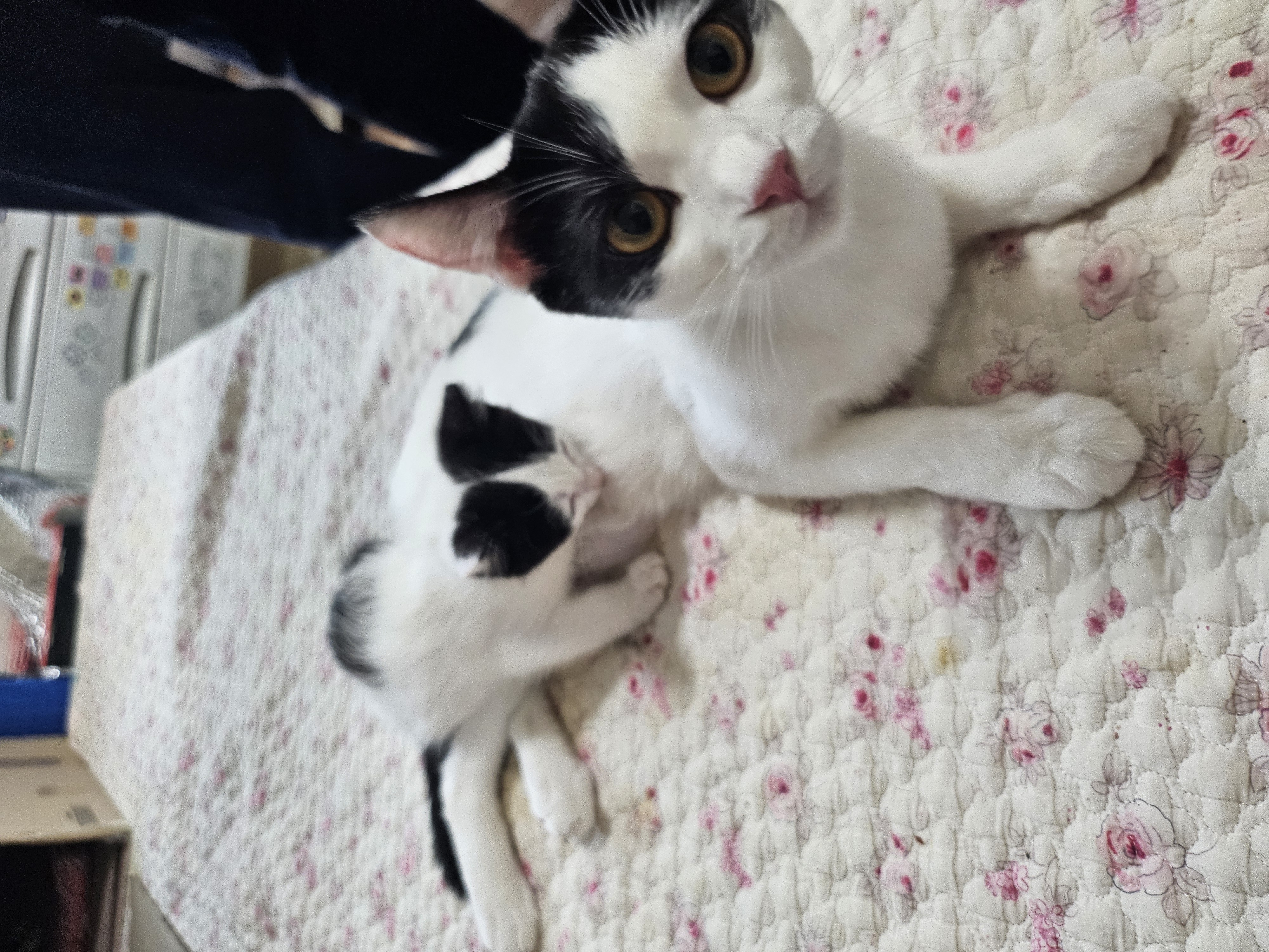 콩이(귀돌이)의 3개월 이야기