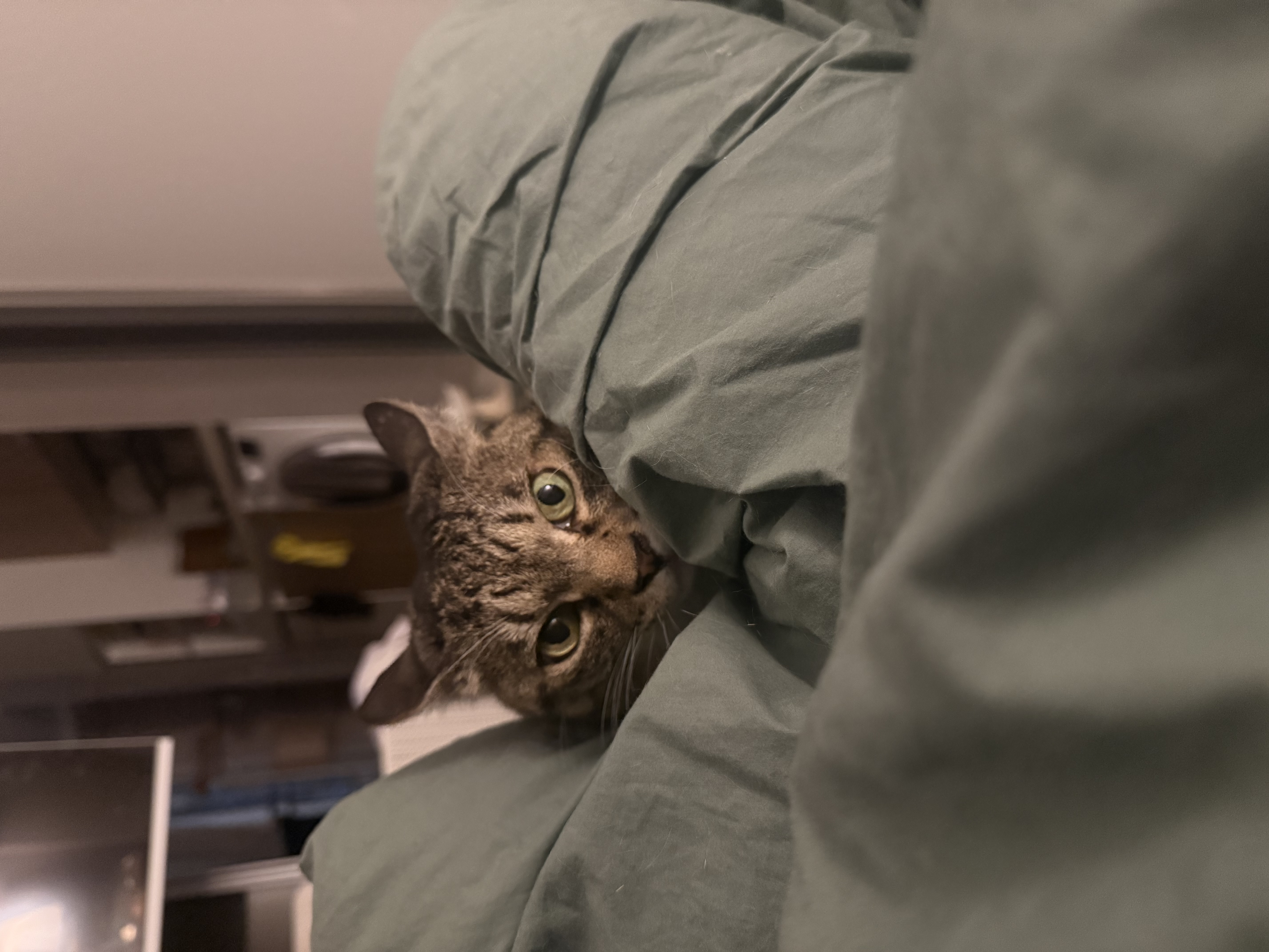 진짜 연씨가 된 연호란 입양후기🎈🎉🎊