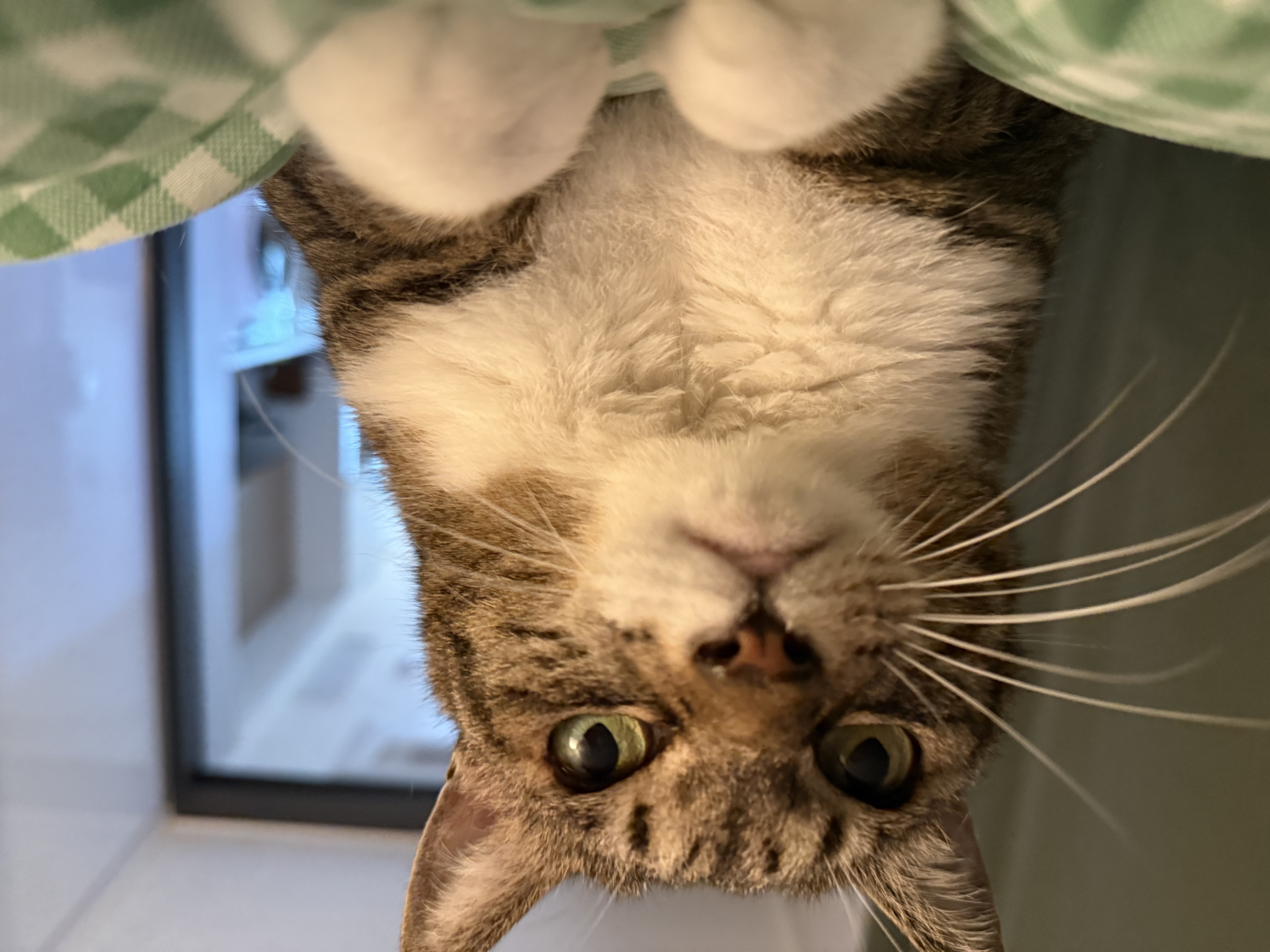 진짜 연씨가 된 연호란 입양후기🎈🎉🎊