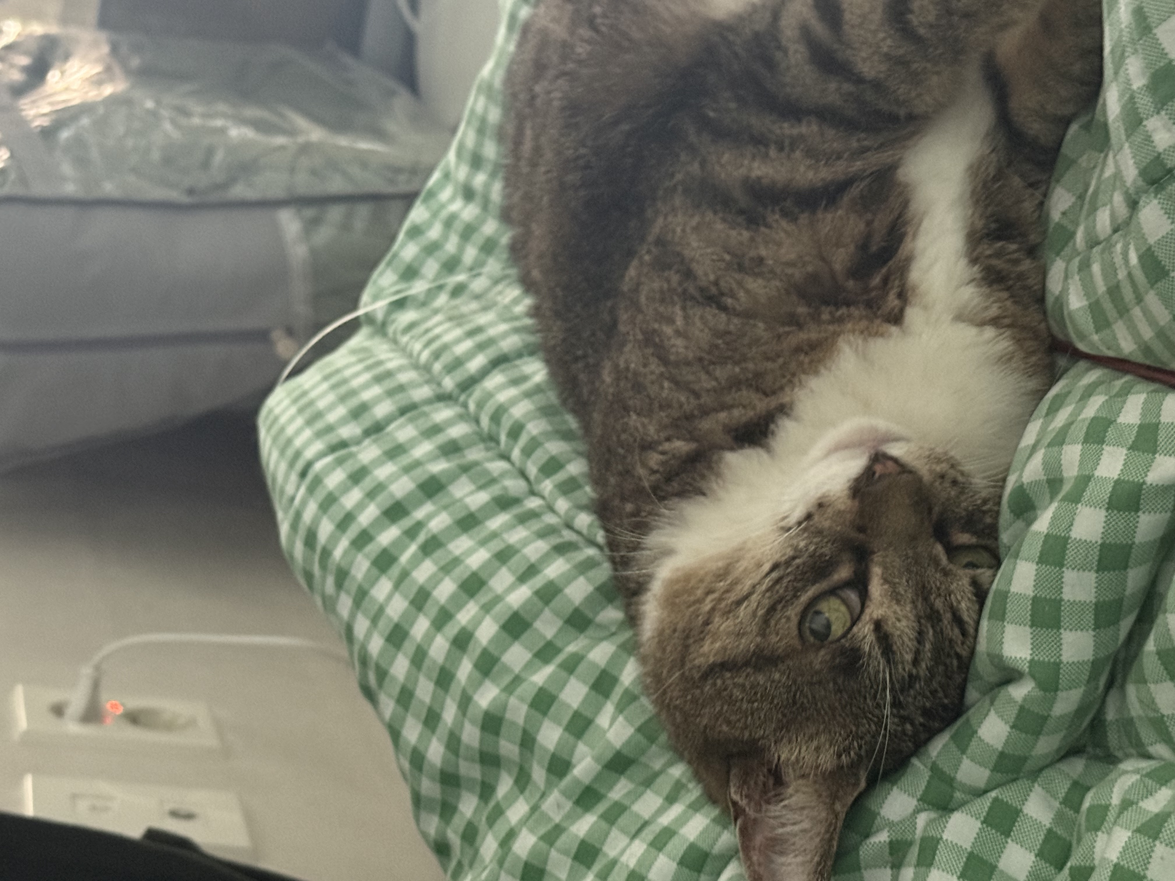 진짜 연씨가 된 연호란 입양후기🎈🎉🎊