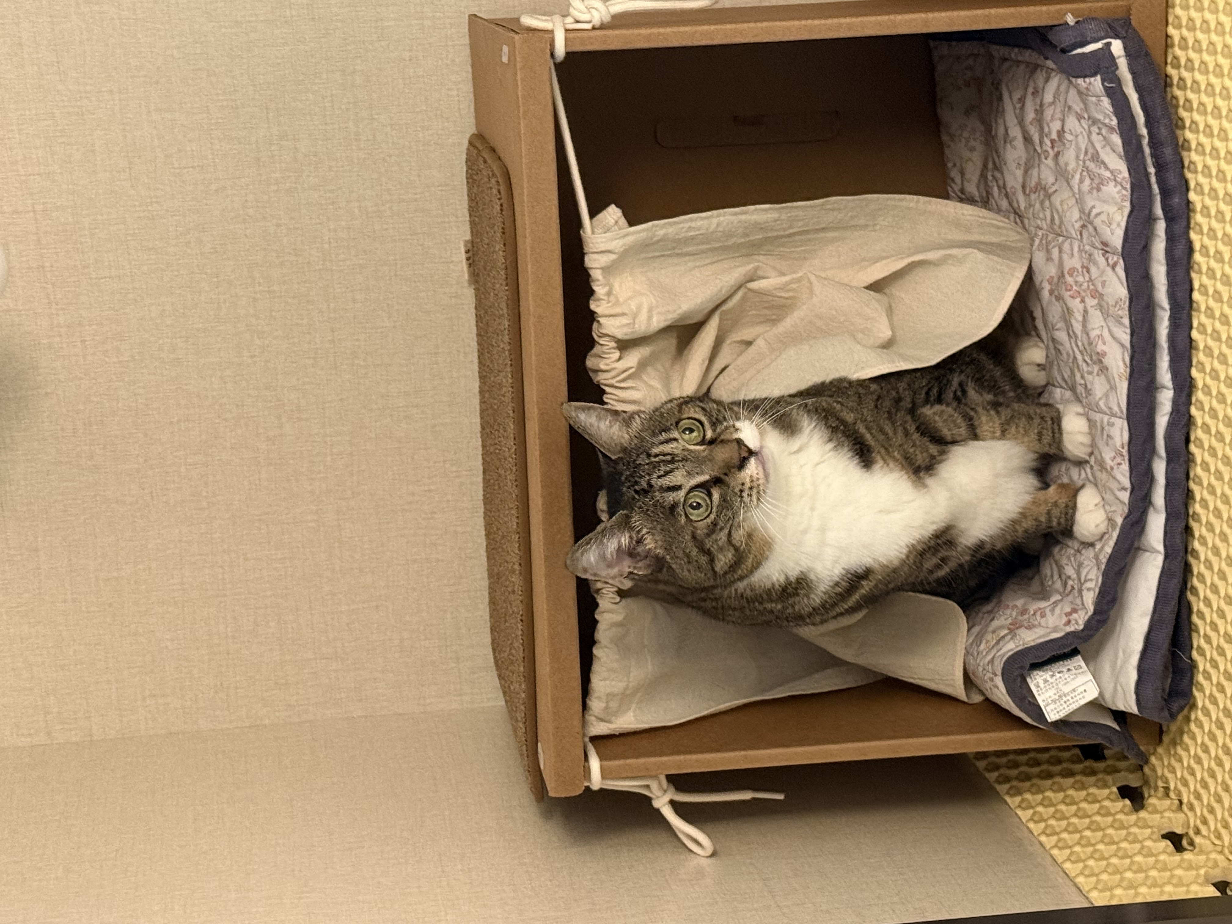 진짜 연씨가 된 연호란 입양후기🎈🎉🎊