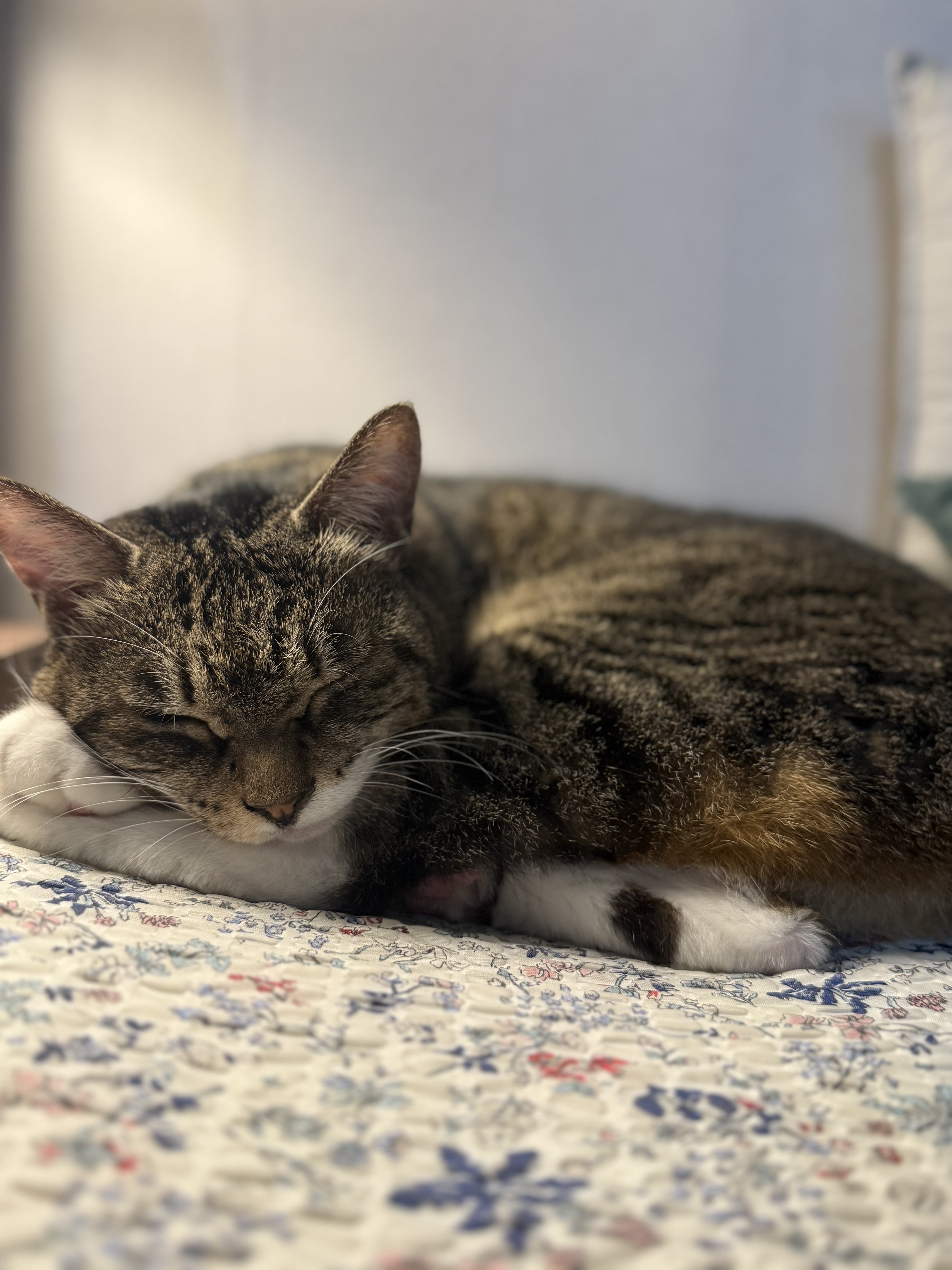 진짜 연씨가 된 연호란 입양후기🎈🎉🎊