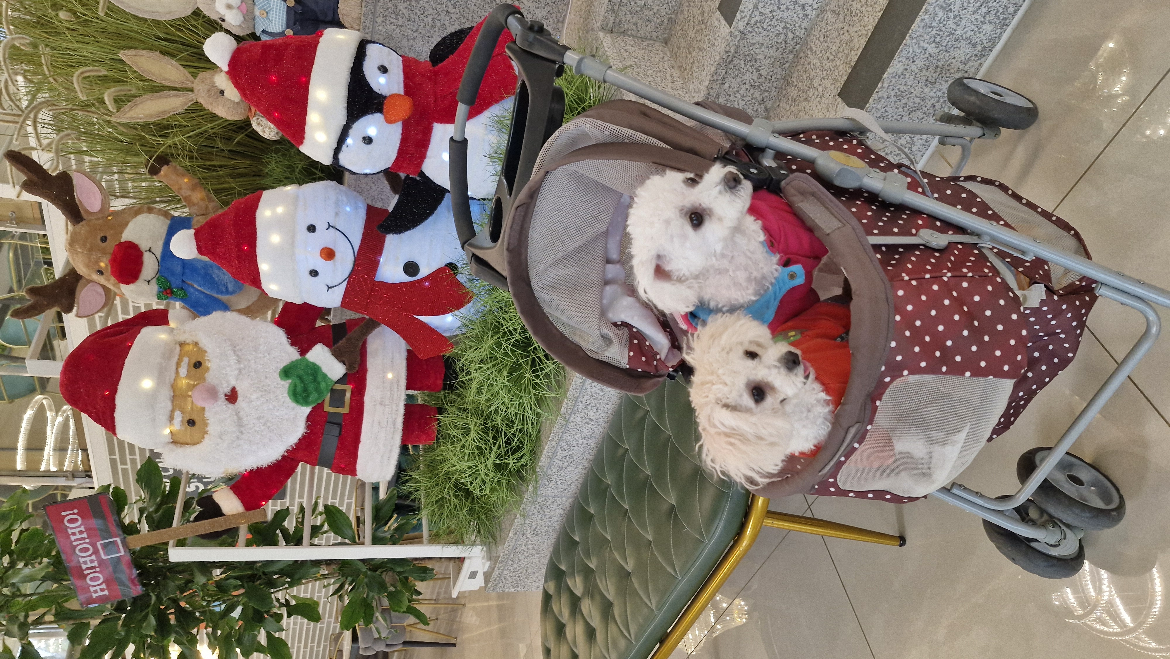 루아(구 양양이)가 가족이 된지 2년 되었어요.