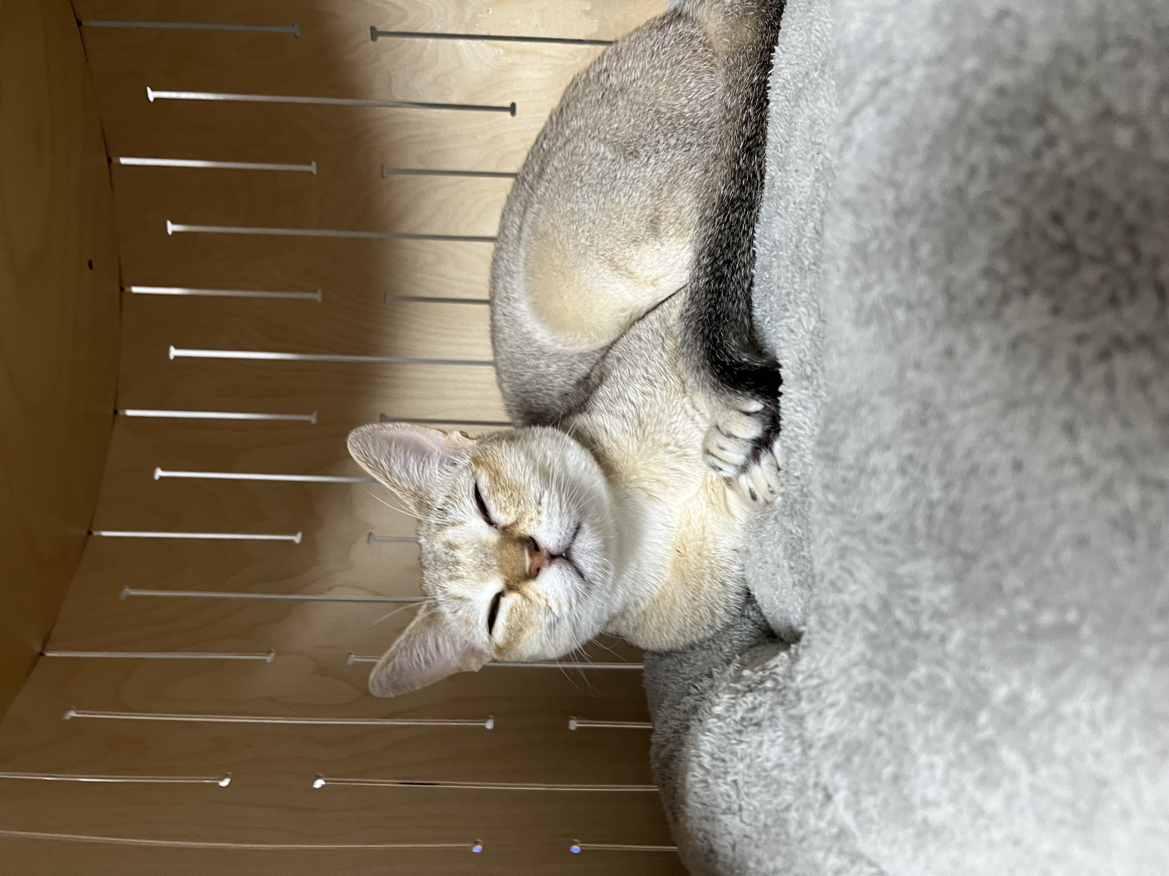 로즈(짜짜) 임시보호 한 달 그리고 임종까지 보호 시작 후기