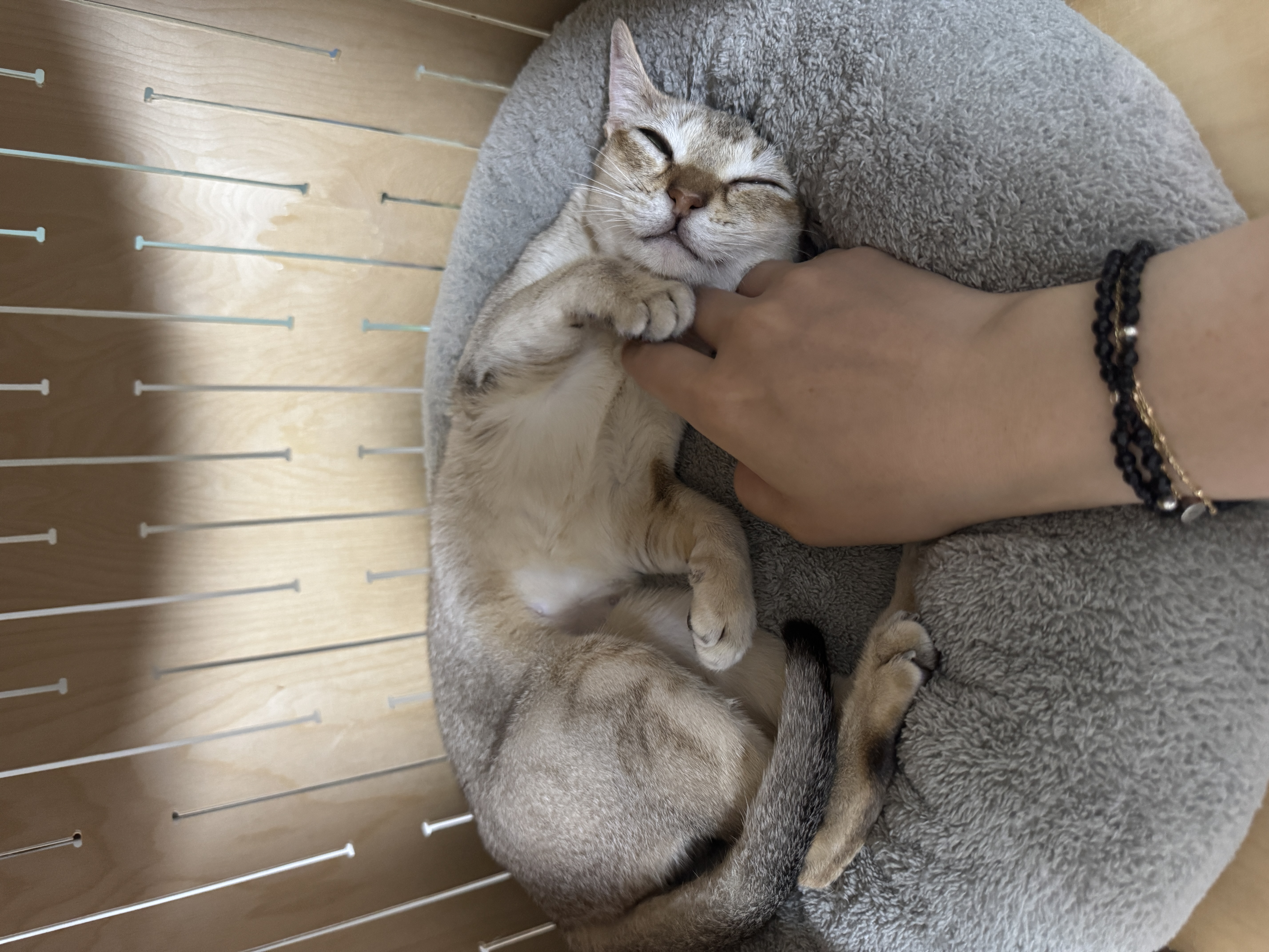 로즈(짜짜) 임시보호 한 달 그리고 임종까지 보호 시작 후기