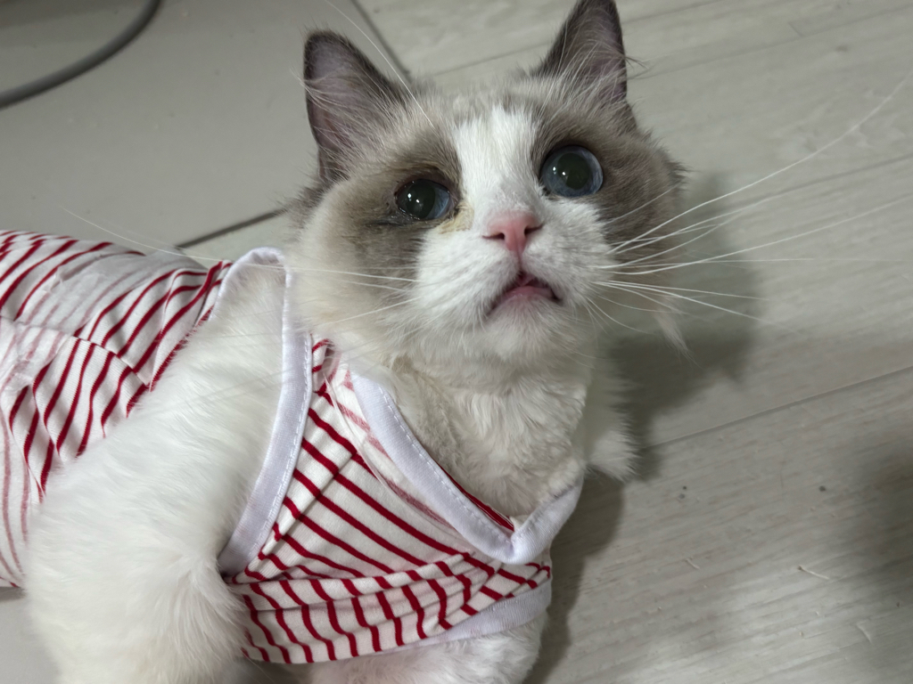 아프로디테(마로)와 벌써 한달반 후기