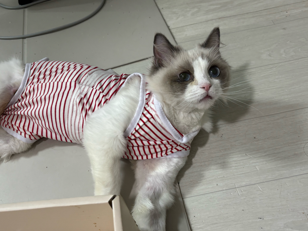 아프로디테(마로)와 벌써 한달반 후기