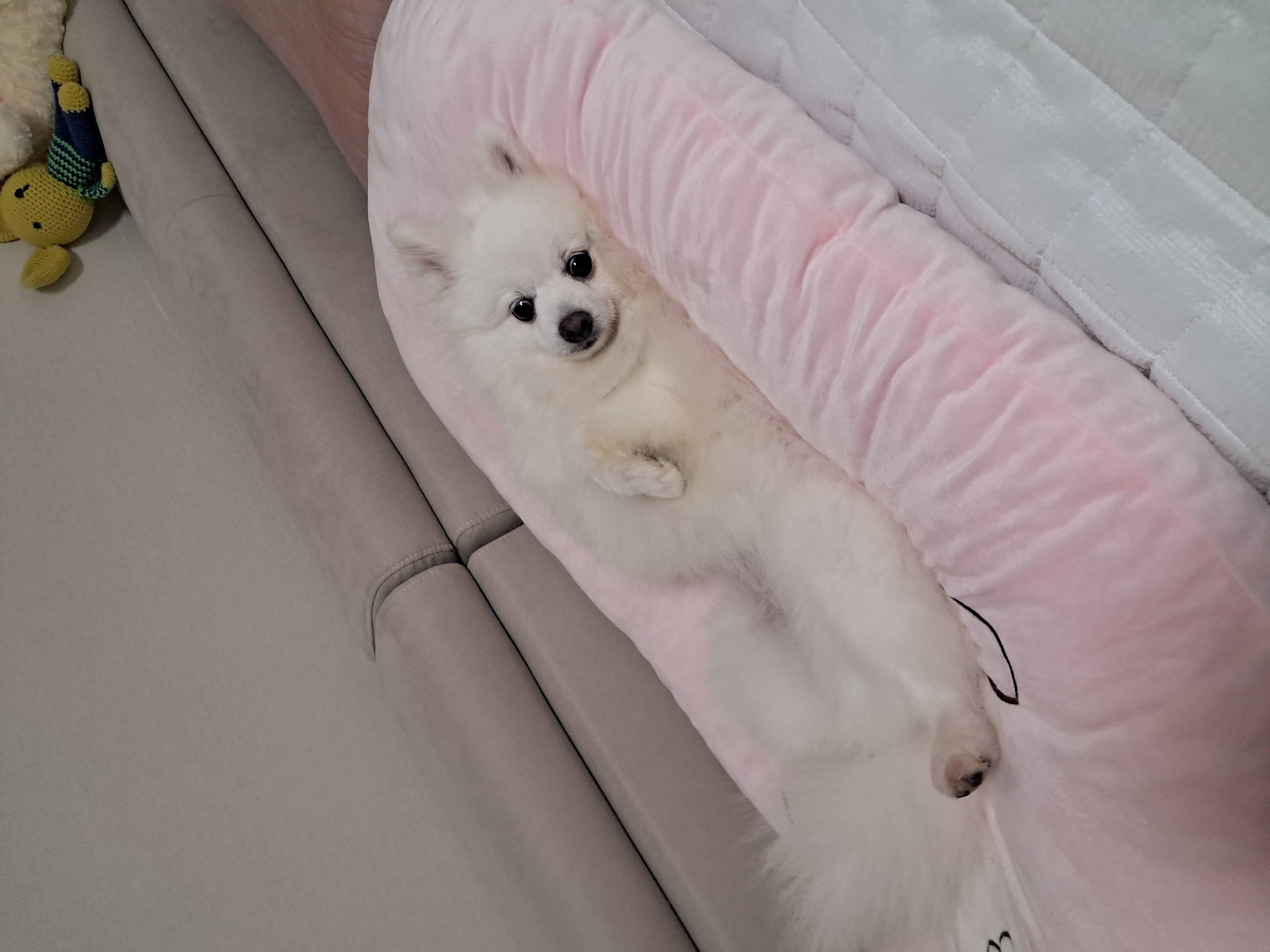 뽀해(해피) 입양기