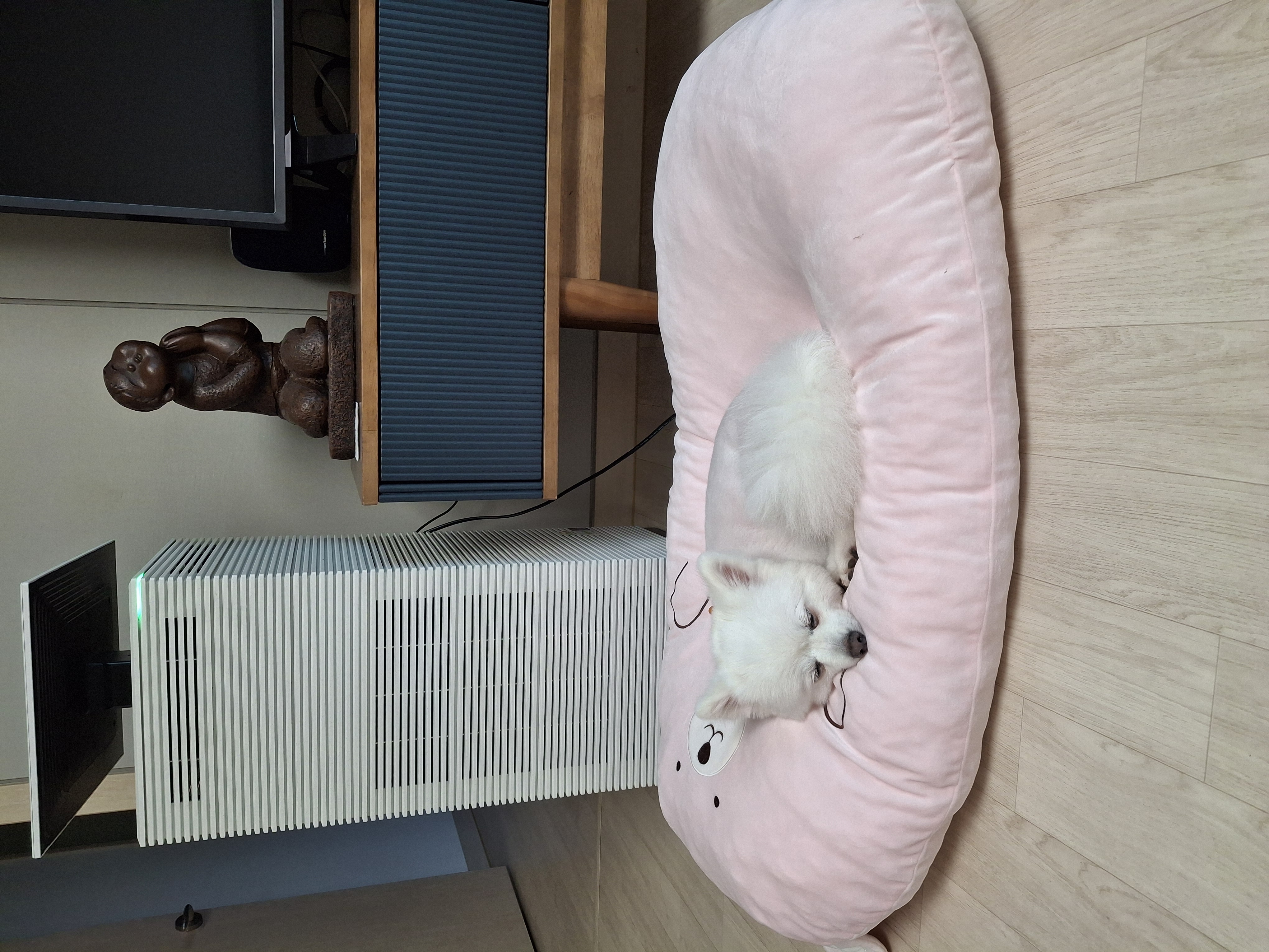 뽀해(해피) 입양기