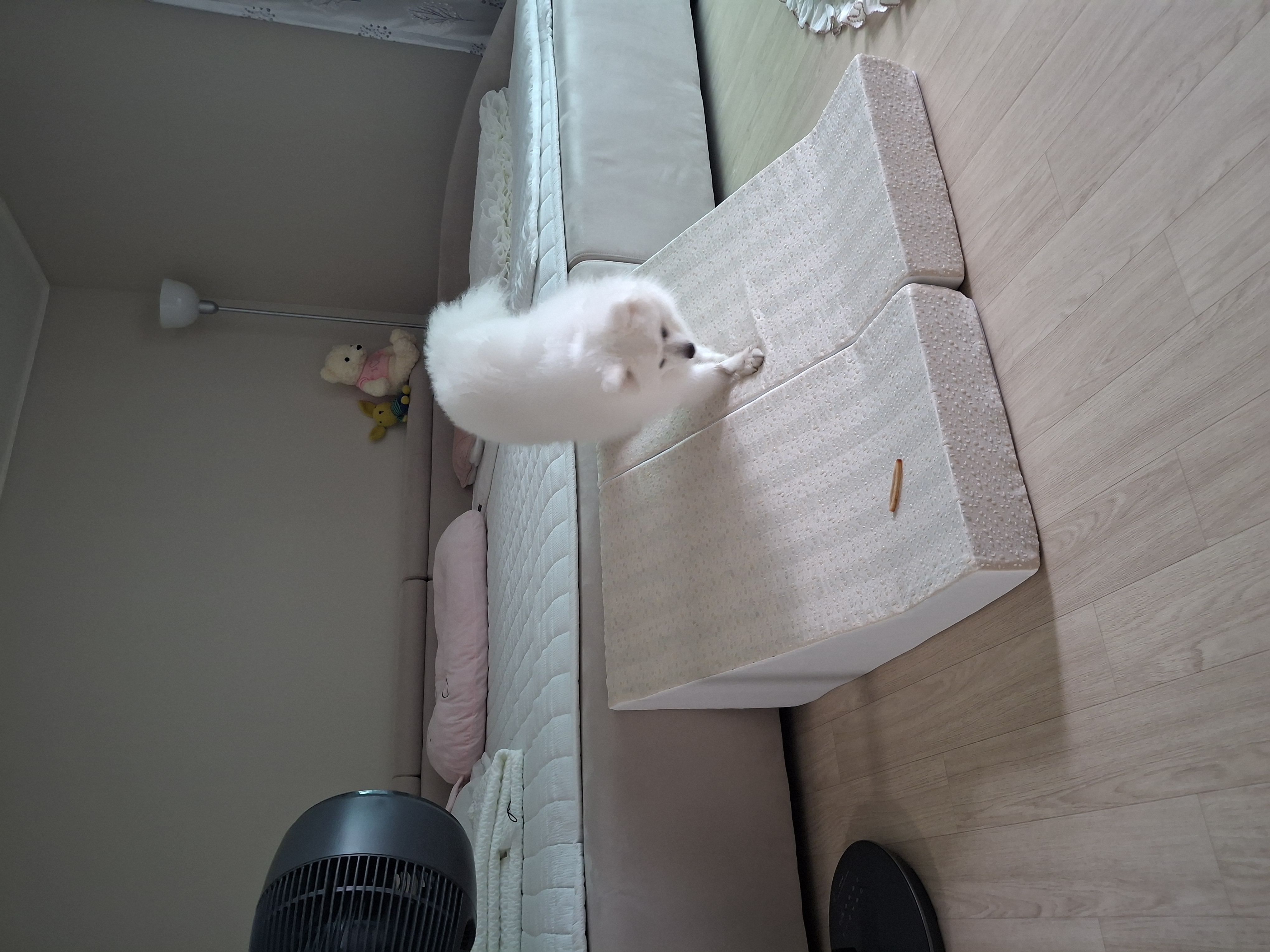 뽀해(해피) 입양기